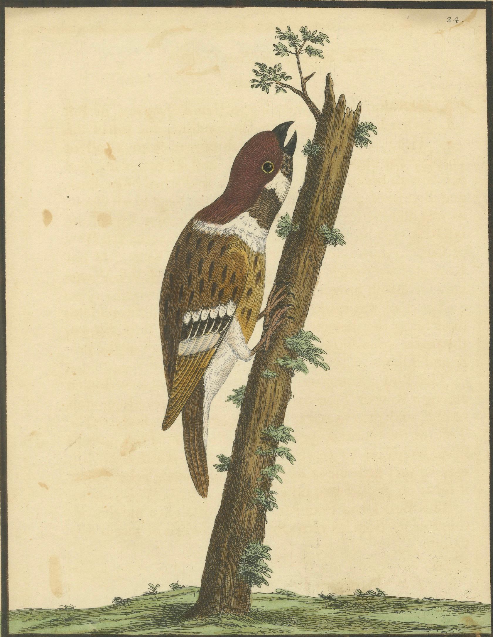English Antique Hand-Colored Engraving of A Hamburgh Treecreeper by Eleazar Albin, 1735 For Sale