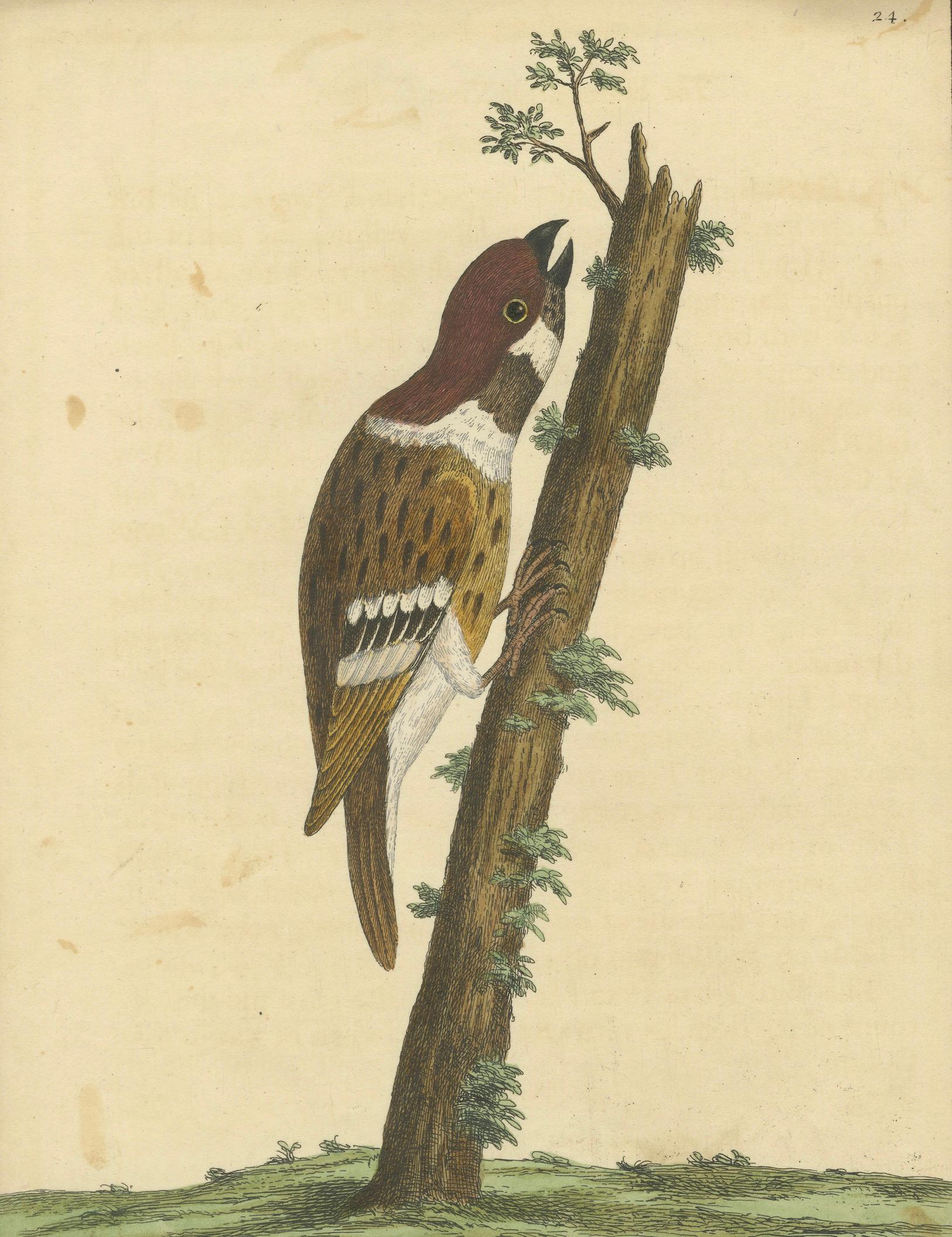 Engraved Antique Hand-Colored Engraving of A Hamburgh Treecreeper by Eleazar Albin, 1735 For Sale