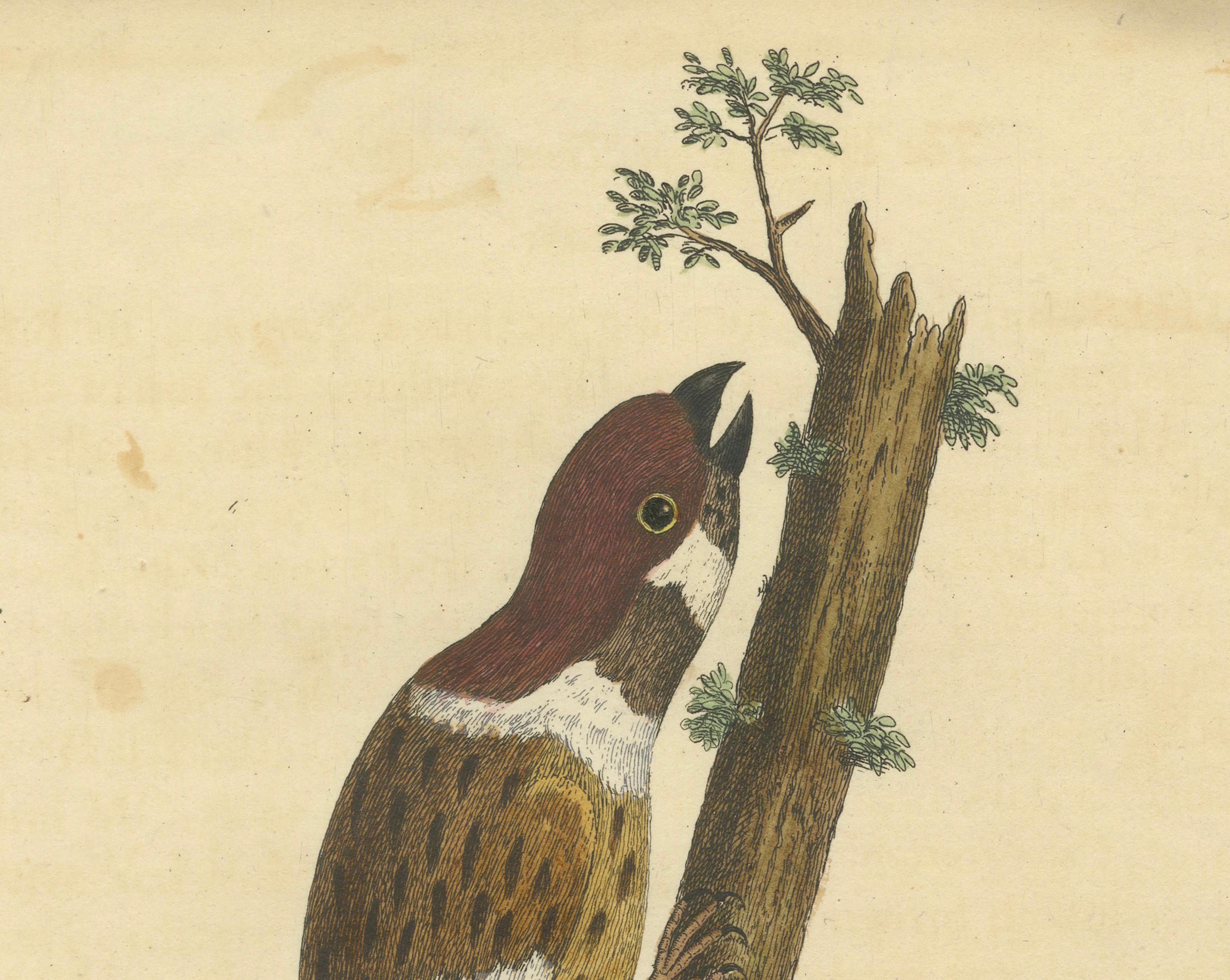 Antique Hand-Colored Engraving of A Hamburgh Treecreeper by Eleazar Albin, 1735 In Good Condition For Sale In Langweer, NL