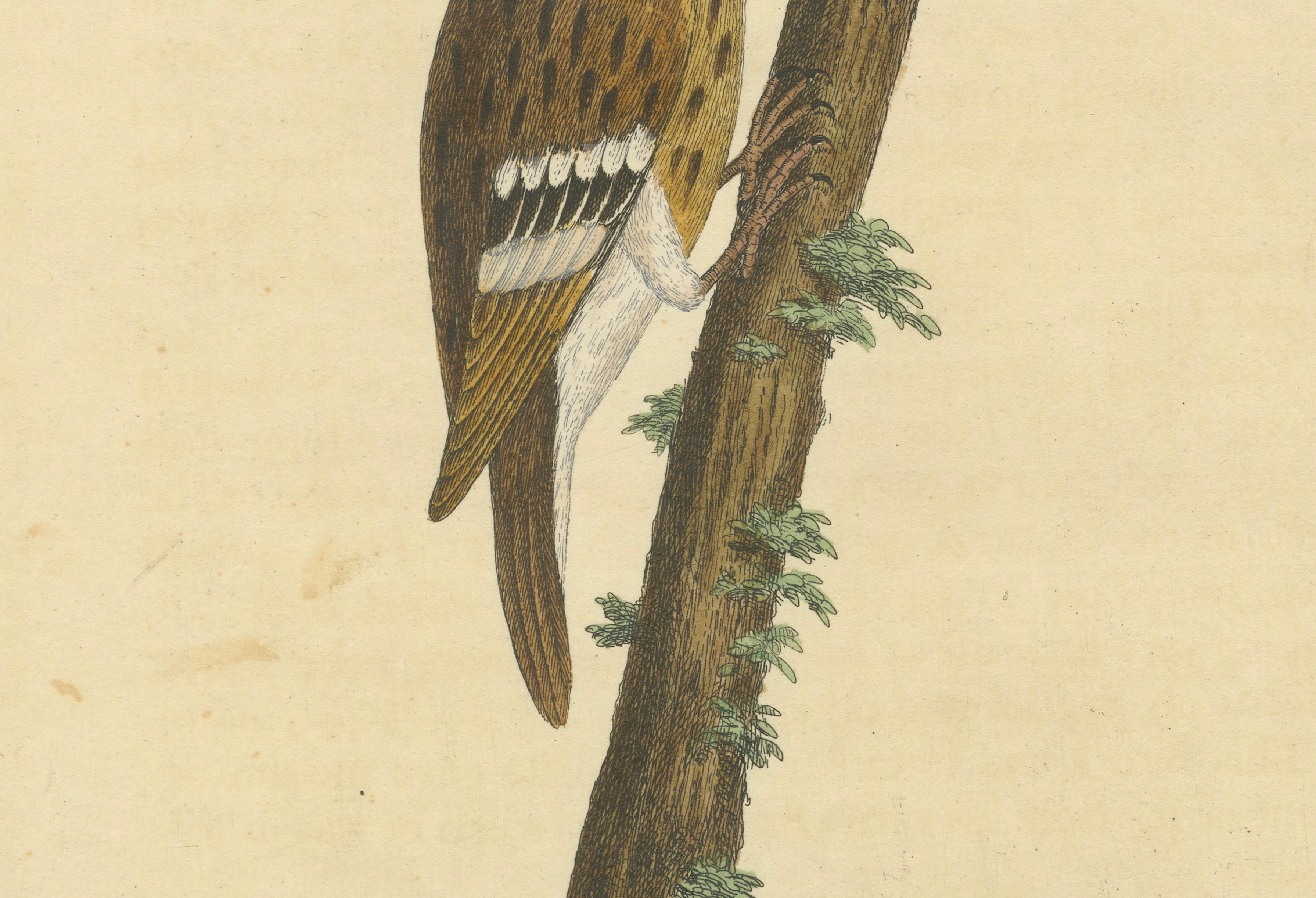 18th Century Antique Hand-Colored Engraving of A Hamburgh Treecreeper by Eleazar Albin, 1735 For Sale