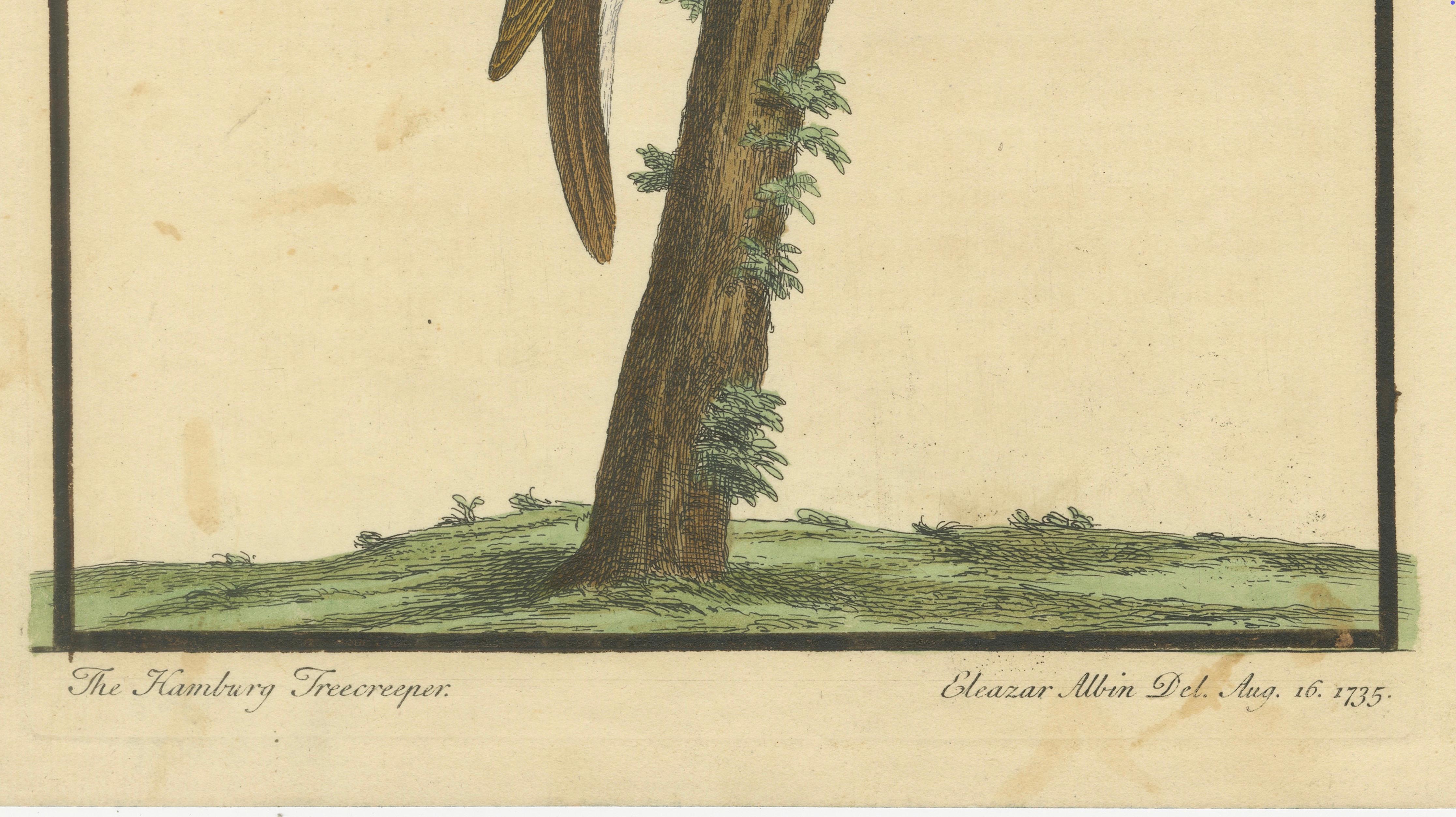 Paper Antique Hand-Colored Engraving of A Hamburgh Treecreeper by Eleazar Albin, 1735 For Sale