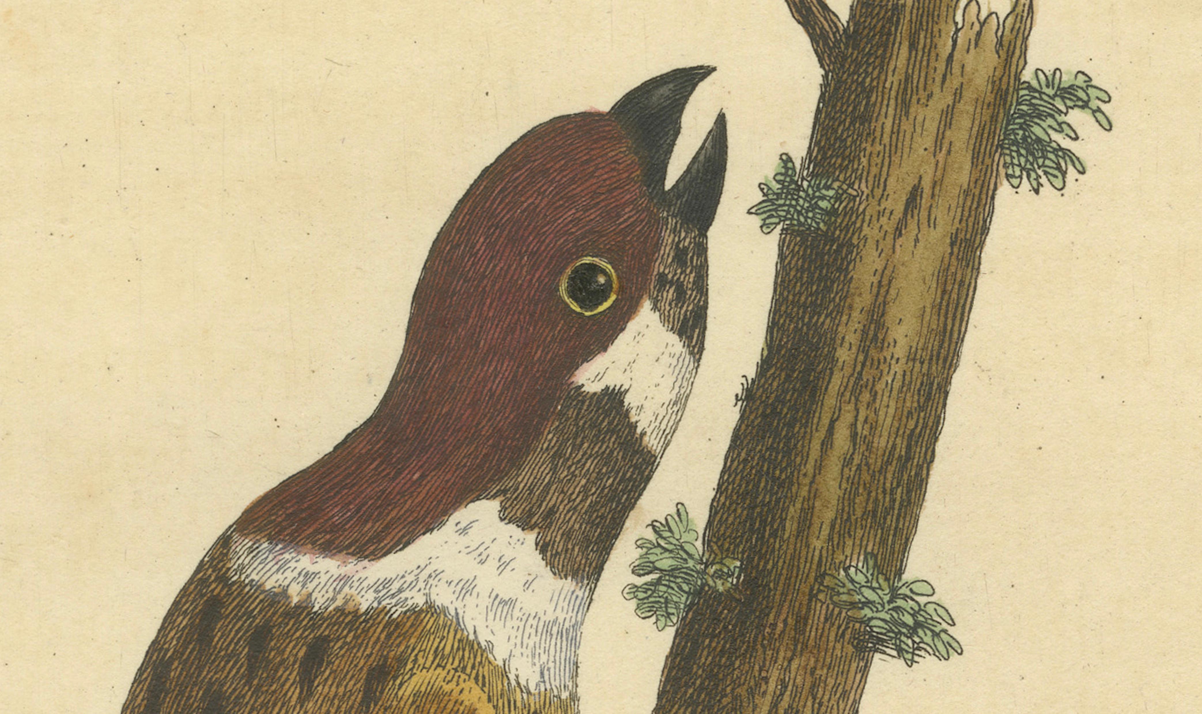 Antique Hand-Colored Engraving of A Hamburgh Treecreeper by Eleazar Albin, 1735 For Sale 1