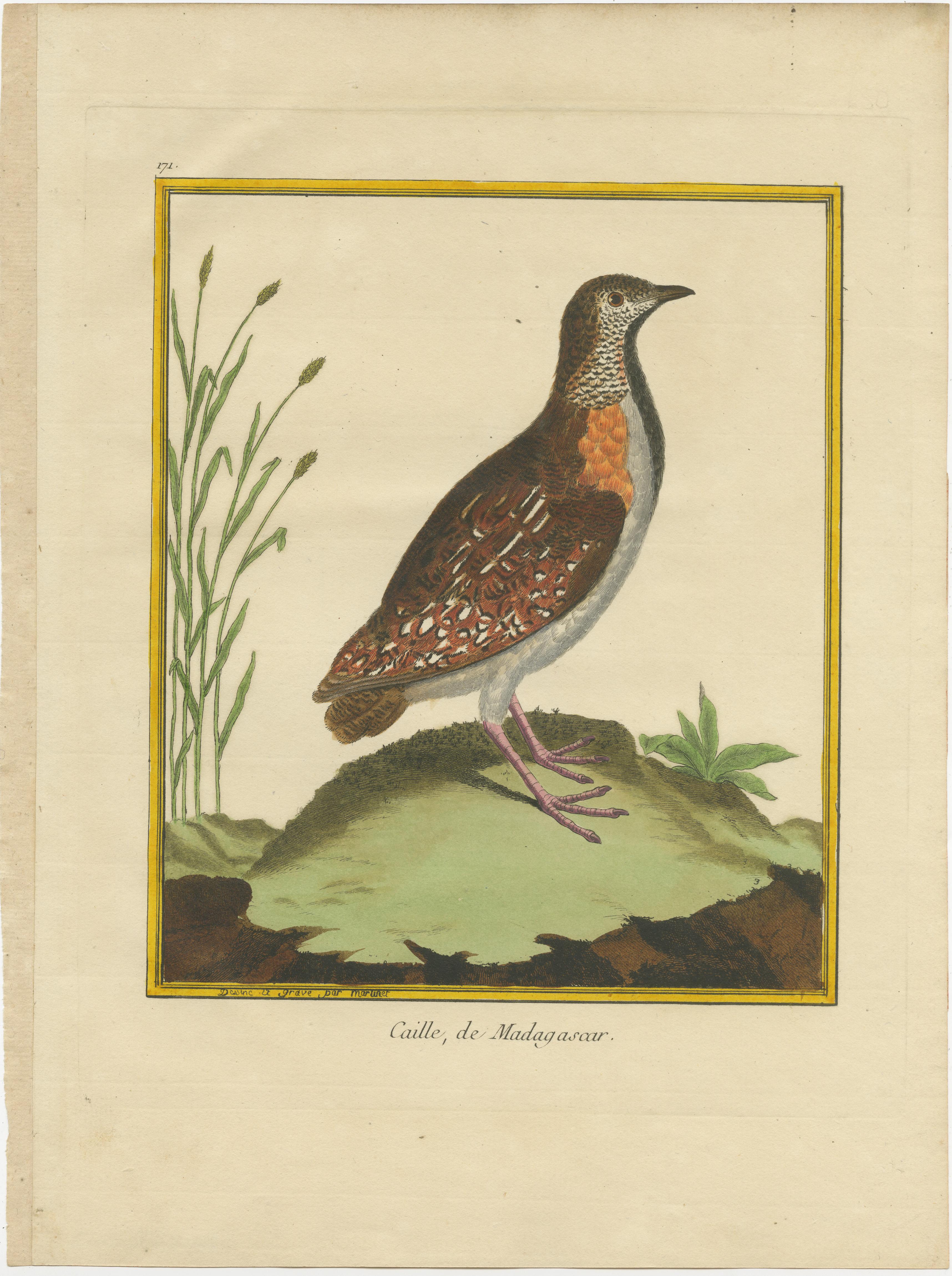 Antique print titled 'Caille, de Madagascar'. Hand colored engraving of a Madagascar buttonquail (Turnix nigricollis), a species of bird in the buttonquail family, Turnicidae, that is endemic to Madagascar and a few small islands nearby. 

This