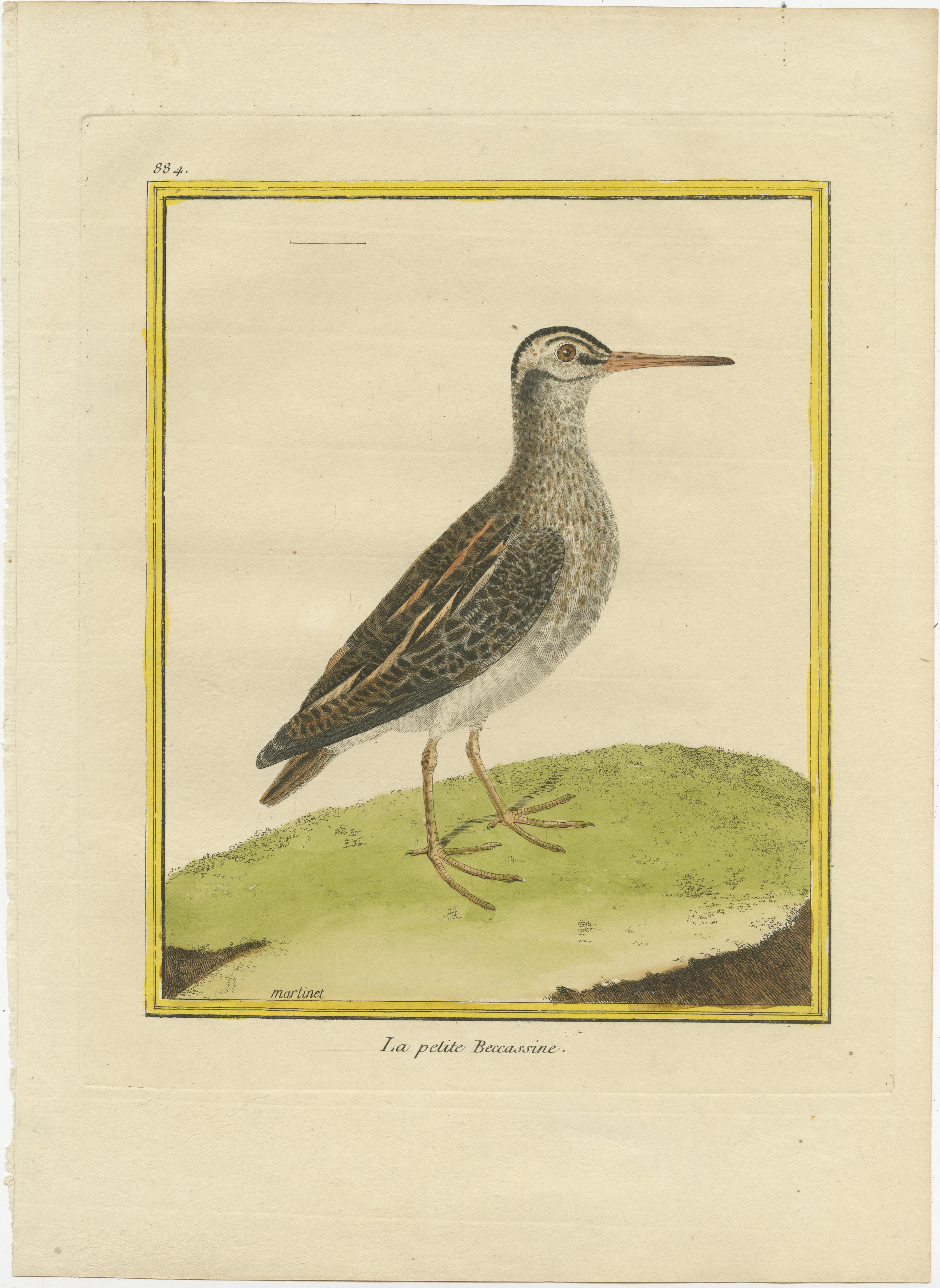 Antique print titled 'la petite Beccassine'. Hand colored engraving of a small snipe.

This print originates from 'Histoire Naturelle des Oiseaux' by Francois Nicolas Martinet, one of France’s foremost bird illustrators of the 18th century.