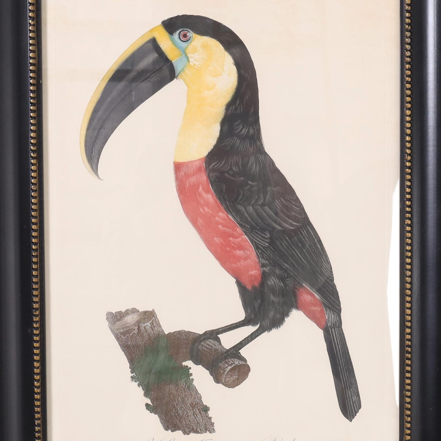 Saisissante gravure du 19e siècle d'un toucan coloré à la main par l'artiste et naturaliste Jacques Barraband (1767-1809), publiée pour la première fois à Paris en 1801. Présenté sous verre dans un cadre en bois laqué aux reflets perlés.