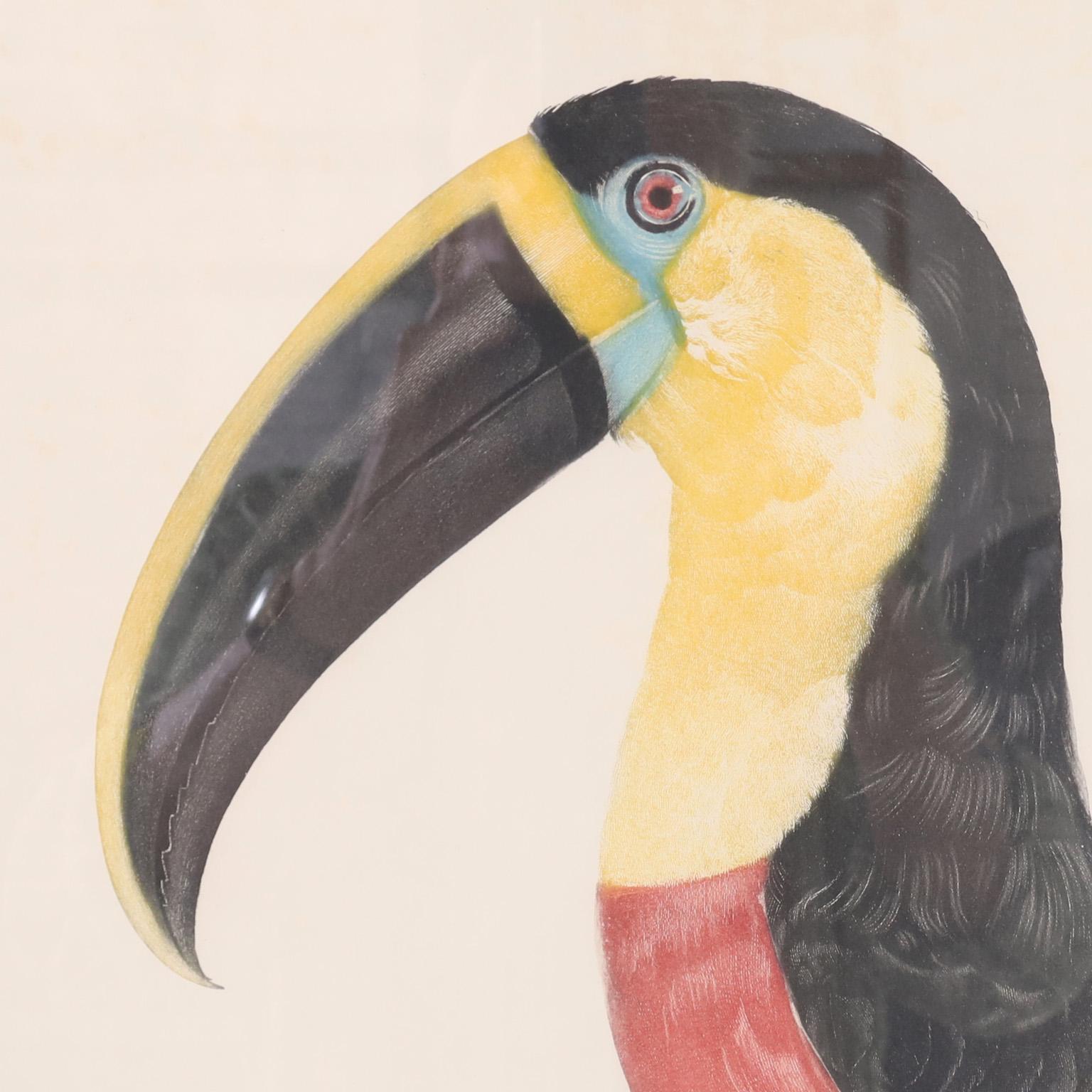 Regency Gravure ancienne colorée à la main d'un toucan par Jacques Barraband en vente