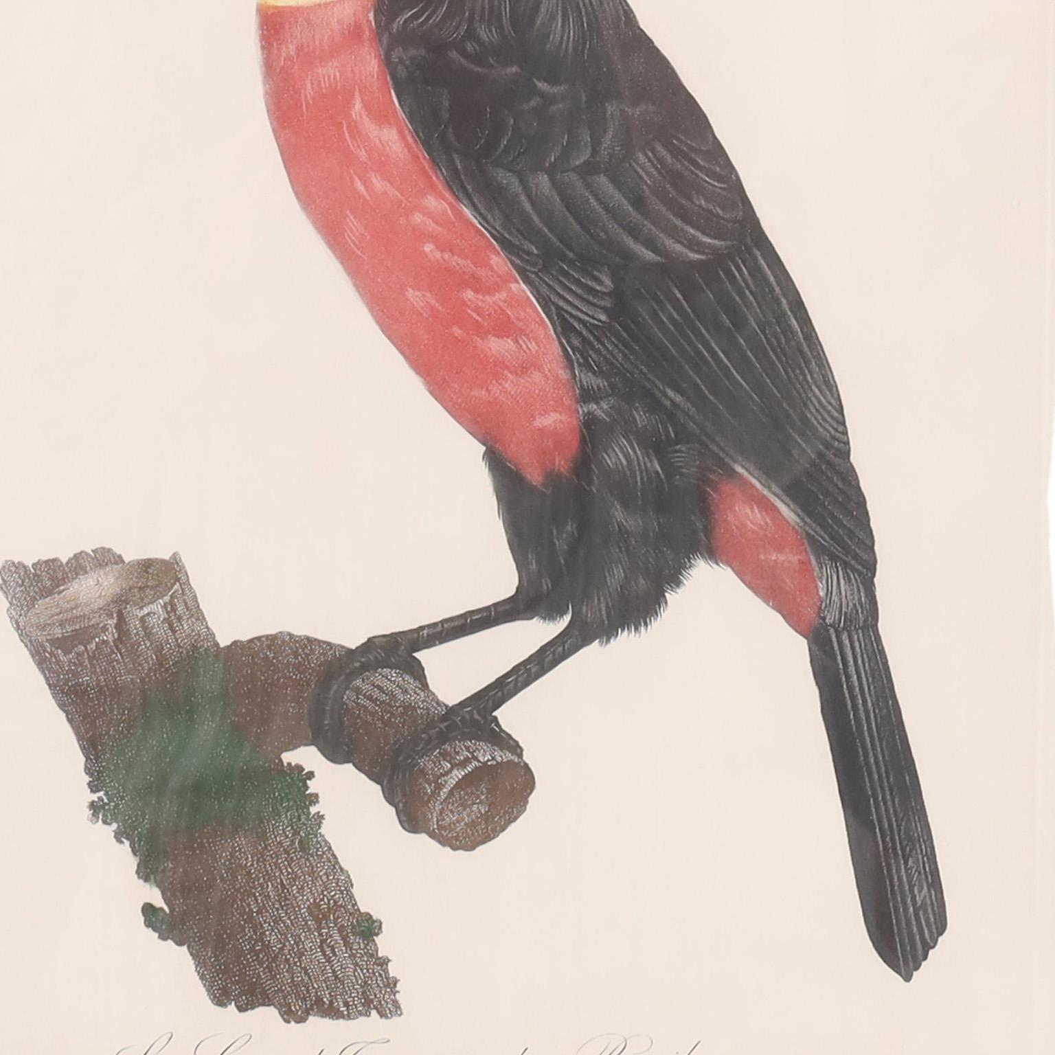 Français Gravure ancienne colorée à la main d'un toucan par Jacques Barraband en vente