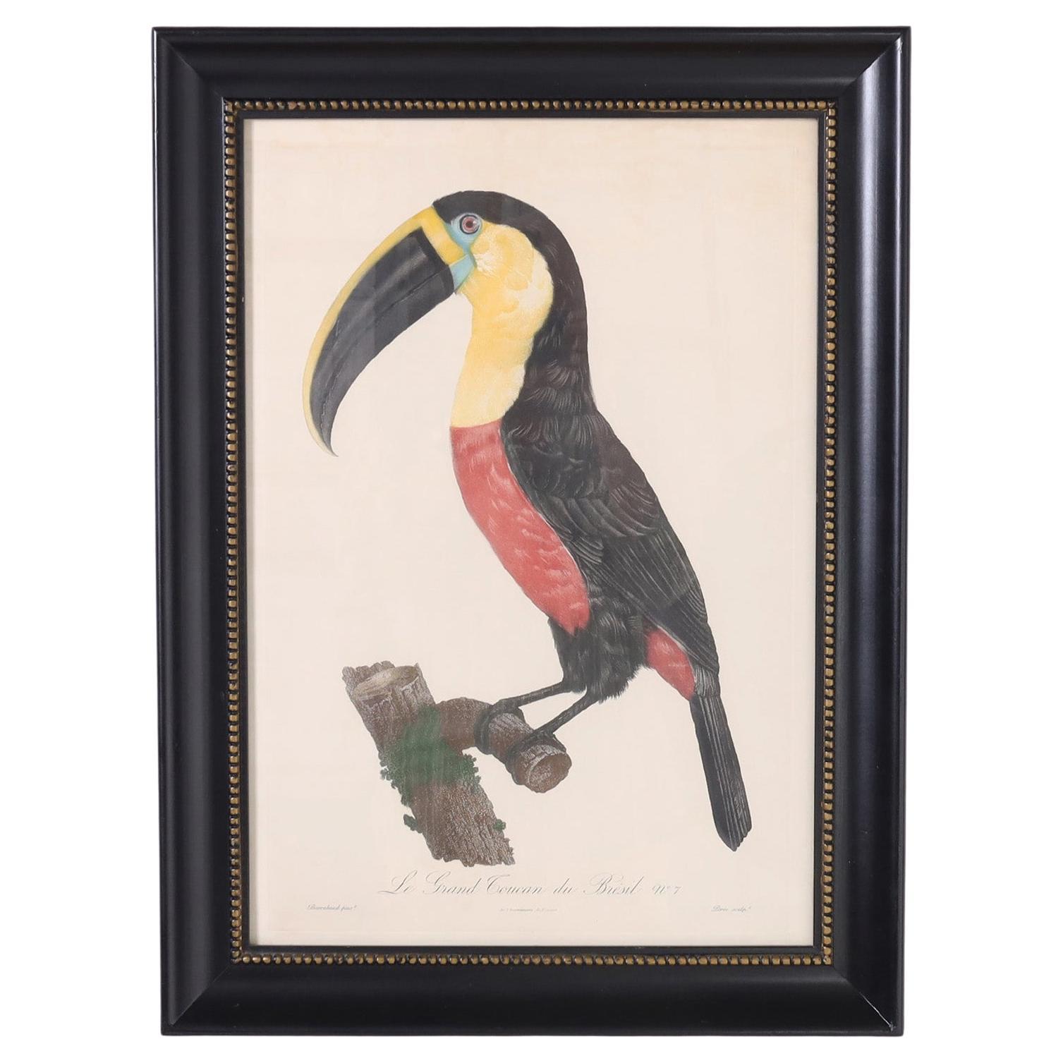 Gravure ancienne colorée à la main d'un toucan par Jacques Barraband en vente