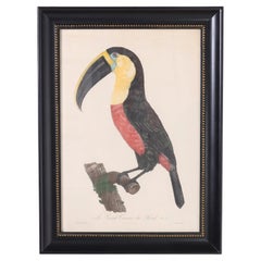Antique Hand Colored Engraving of a Toucan by Jacques Barraband