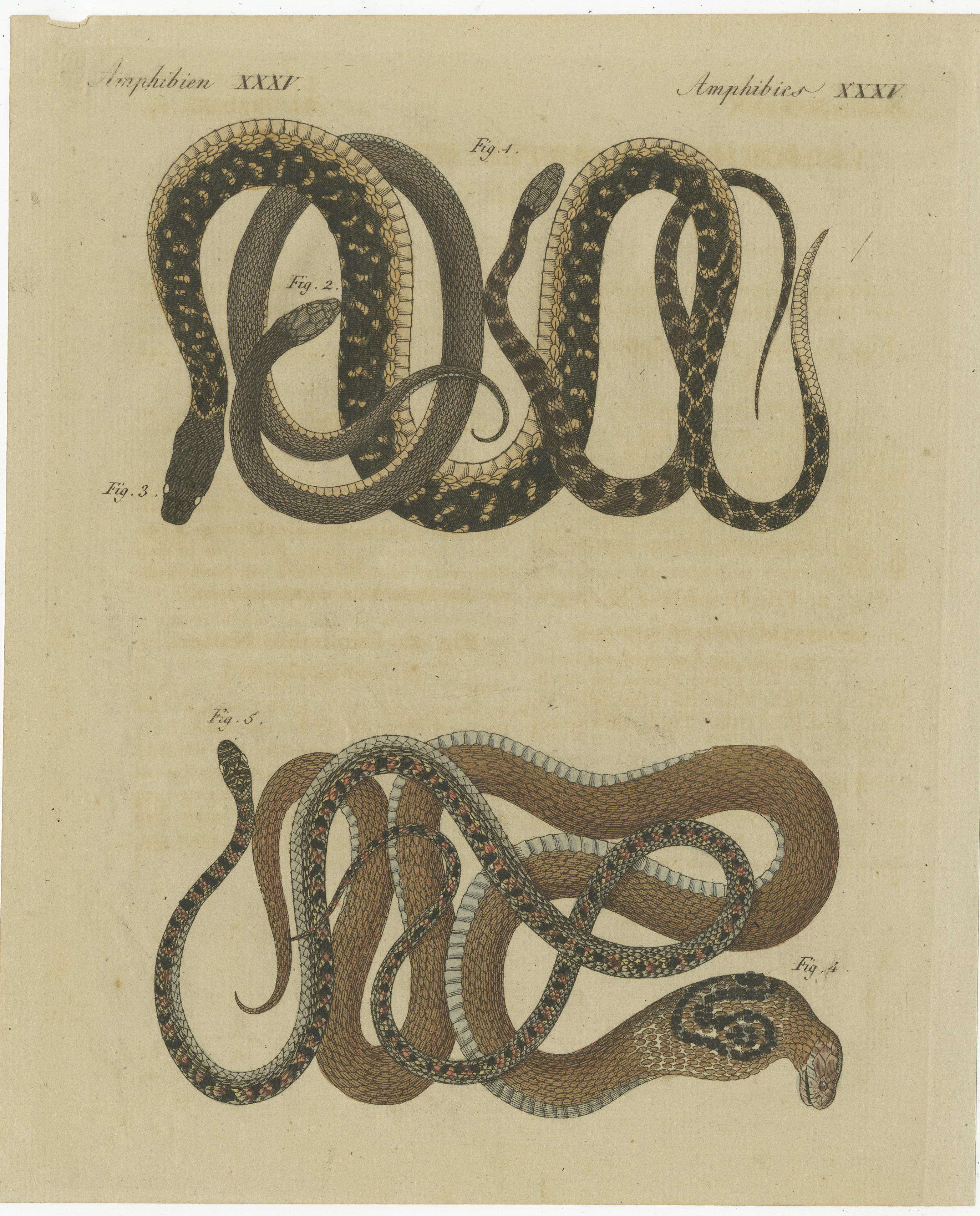 Original antique print of various snakes. Fig. 1. Die gelbgesprenkelte Natter. (Coluber flavo-punctatus.) Fig. 2. Die thonblaue Natter. (Coluber argillaceo-caeruleus.) Fig. 3. Die Dora-Natter. (Coluber Dora.) Fig. 4. Die Brillen-Natter. (Coluber