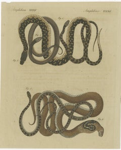 Hand-colored EngravingS of Five various Snakes, incl Dahl's Whip Snake, ca.1800