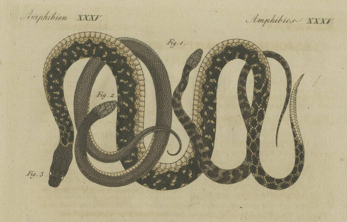 Hand-colored EngravingS of Five various Snakes, incl Dahl's Whip Snake, ca.1800