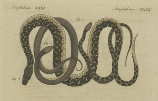 Hand-colored EngravingS of Five various Snakes, incl Dahl's Whip Snake, ca.1800, view 3