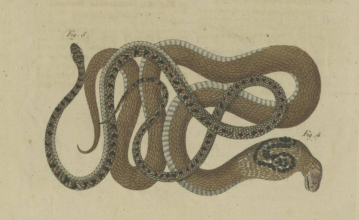 Hand-colored EngravingS of Five various Snakes, incl Dahl's Whip Snake, ca.1800