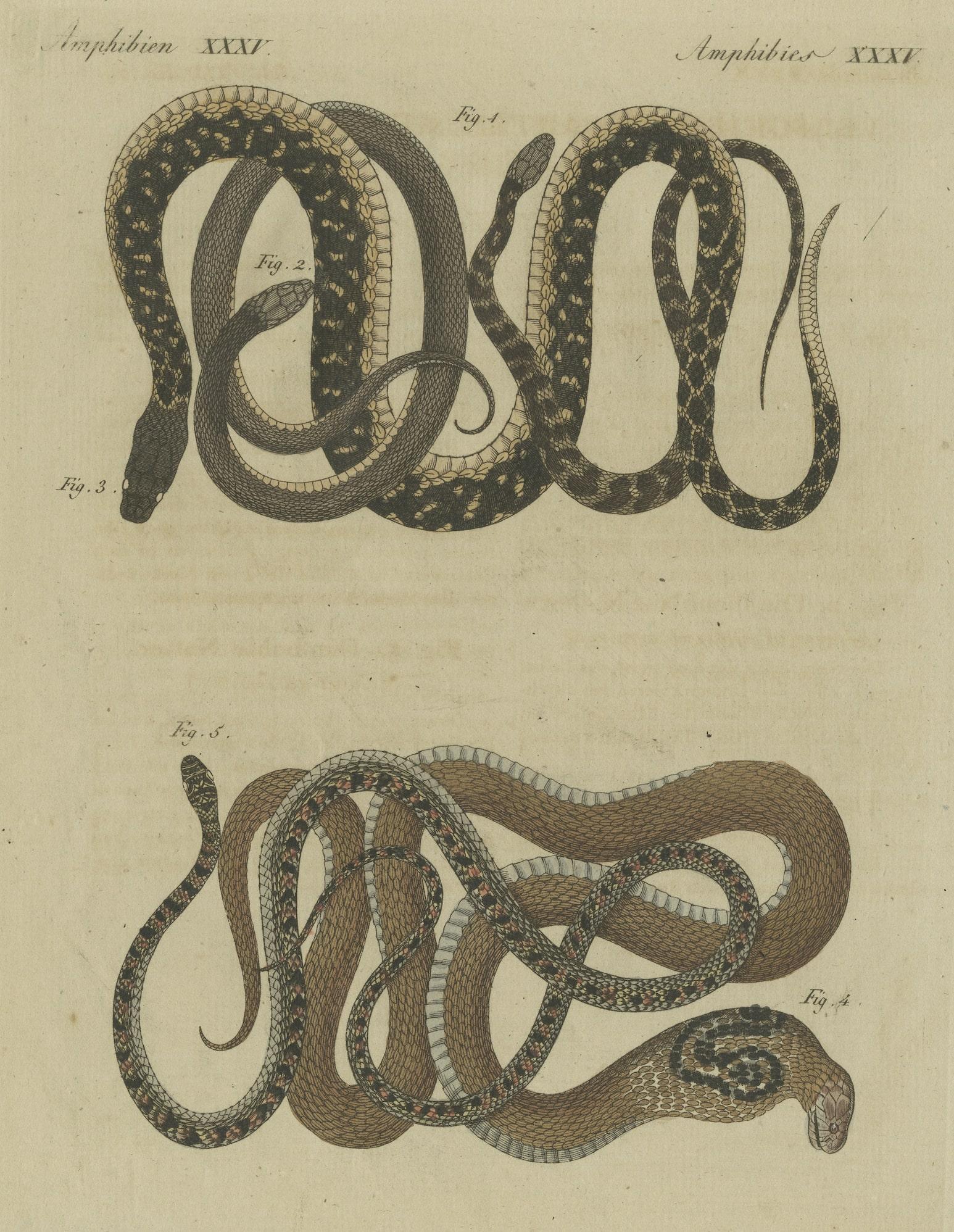snake printmaking