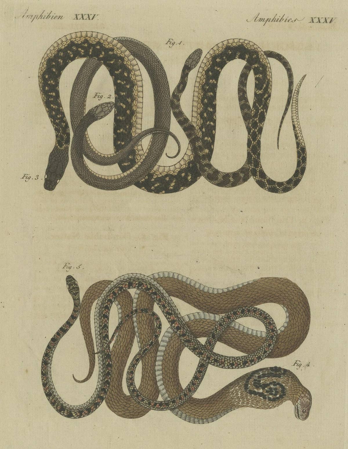 Hand-colored EngravingS of Five various Snakes, incl Dahl's Whip Snake, ca.1800