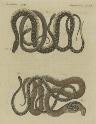 Hand-colored EngravingS of Five various Snakes, incl Dahl's Whip Snake, ca.1800, view 5