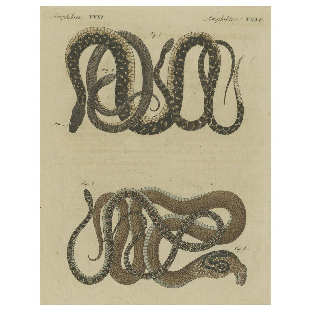 Hand-colored EngravingS of Five various Snakes, incl Dahl's Whip Snake, ca.1800