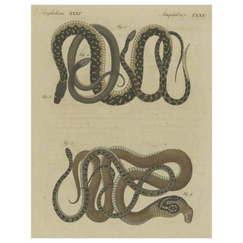 Hand-colored EngravingS of Five various Snakes, incl Dahl's Whip Snake, ca.1800