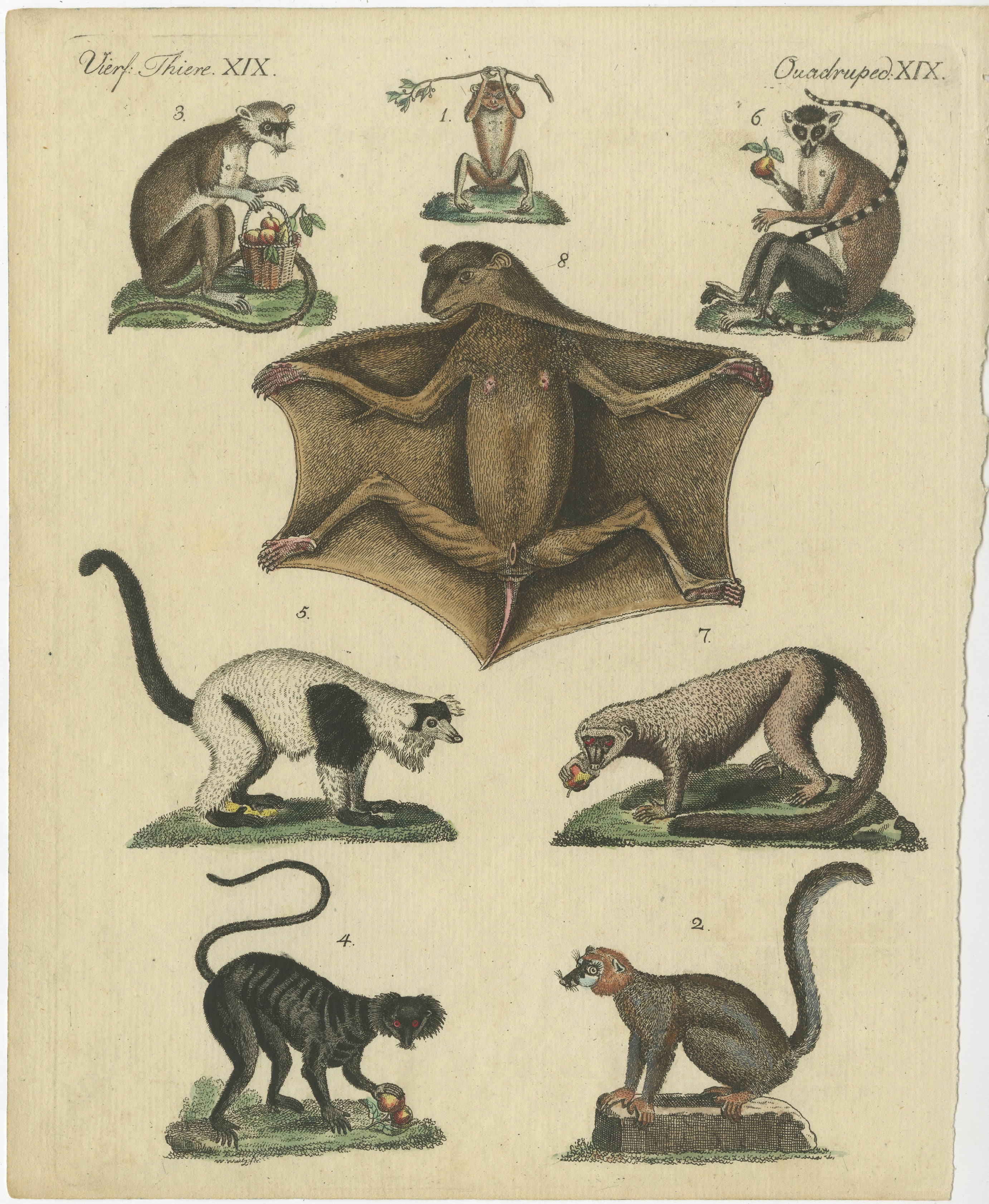 Antique Handcolored Engraving of Lemurs and Flying Mammals, Quadruped XIX, c.1800  

This original handcolored copperplate engraving features various lemurs, bats, and flying mammals, illustrating their distinct anatomical features and postures. The