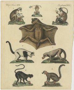Antique Hand-colored Engraving of Lemurs and Flying Mammals, c.1800