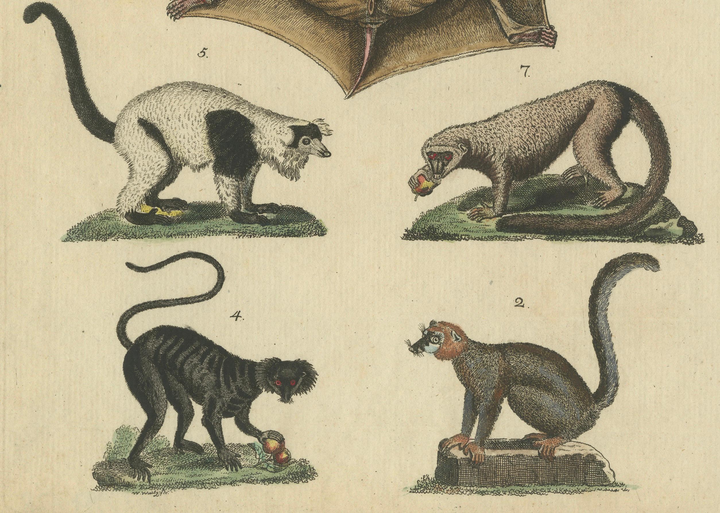 Engraved Antique Hand-colored Engraving of Lemurs and Flying Mammals, c.1800 For Sale