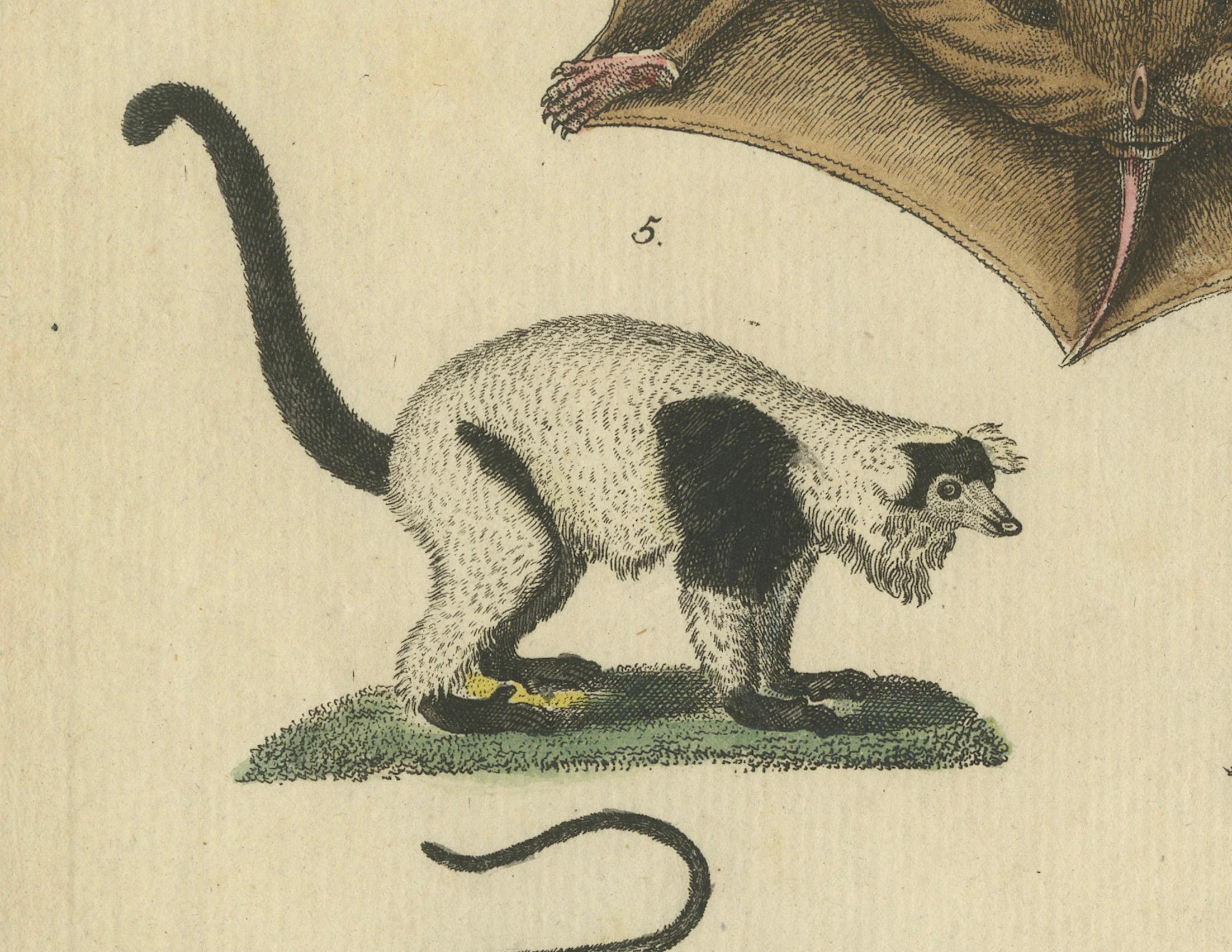 Antique Hand-colored Engraving of Lemurs and Flying Mammals, c.1800 In Good Condition For Sale In Langweer, NL