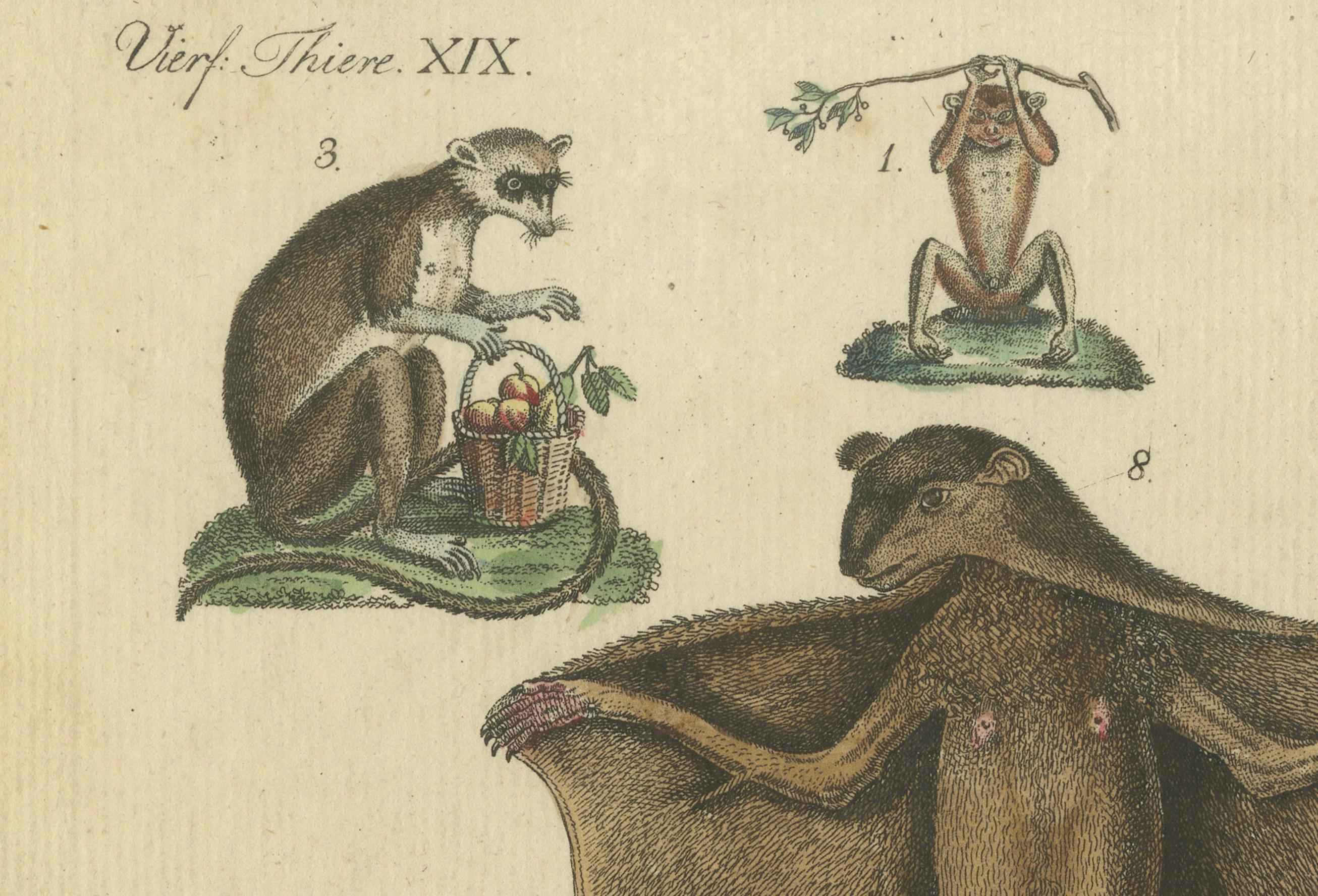 Early 19th Century Antique Hand-colored Engraving of Lemurs and Flying Mammals, c.1800 For Sale