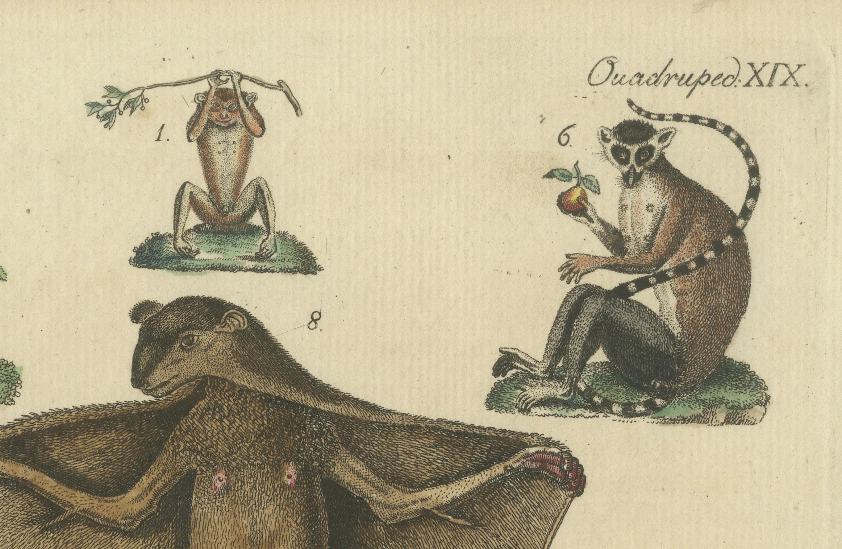 Paper Antique Hand-colored Engraving of Lemurs and Flying Mammals, c.1800 For Sale