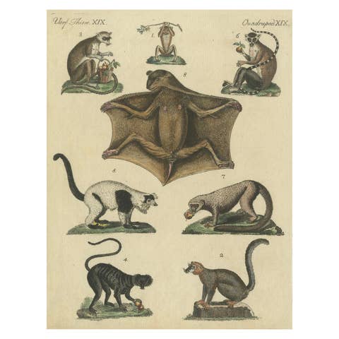 Antique Hand-colored Engraving of Lemurs and Flying Mammals, c.1800