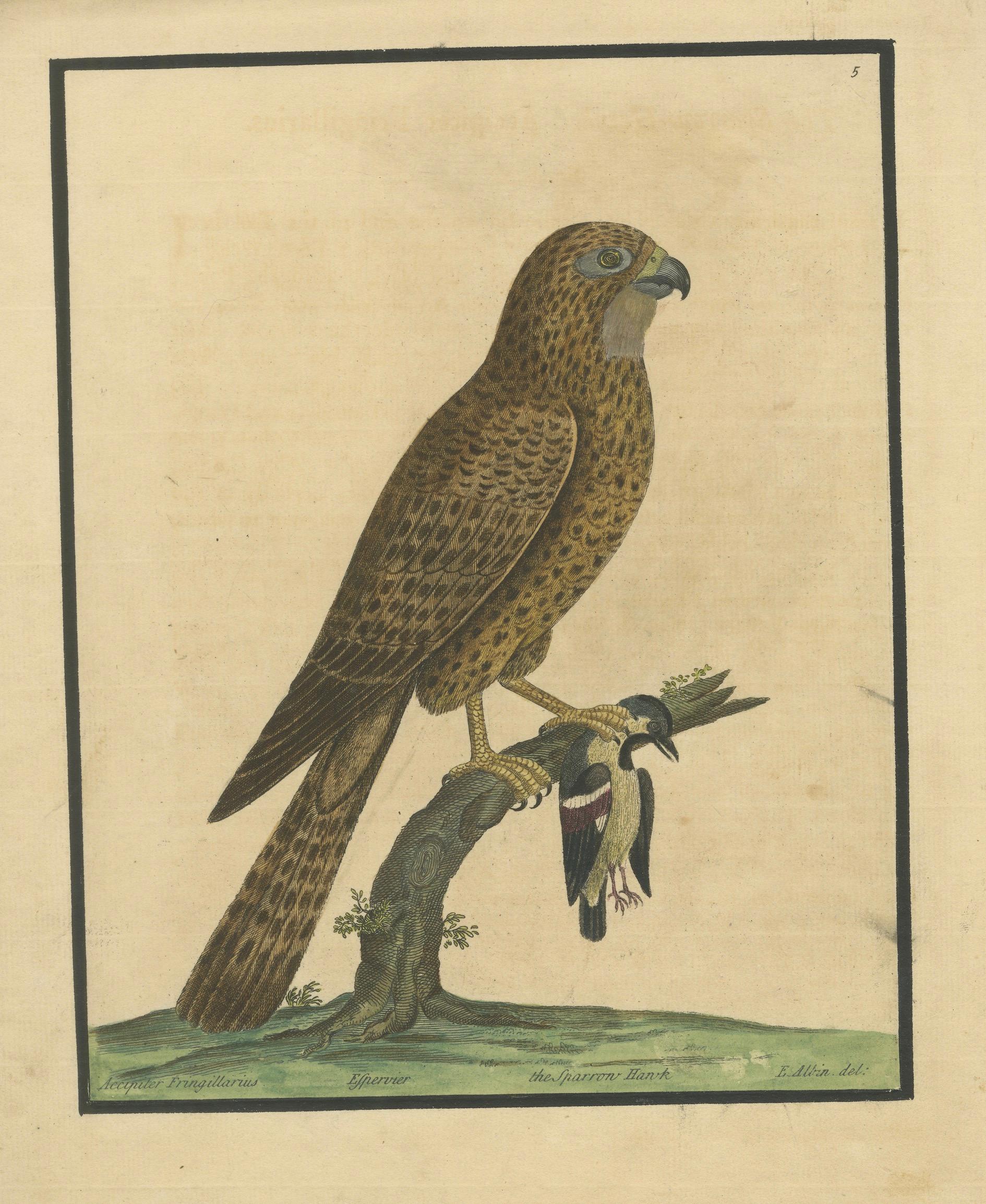 Titel: Antiker handkolorierter Kupferstich eines Sperbers von Eleazar Albin, um 1730

Beschreibung:
Dieser kräftige antike handkolorierte Stich zeigt den Sperber mit dem Titel Accipiter fringillarius von Eleazar Albin um 1730. Das Bild zeigt den