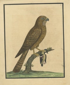 Antique Hand-Colored Engraving of Sparrow Hawk by Eleazar Albin, circa 1730