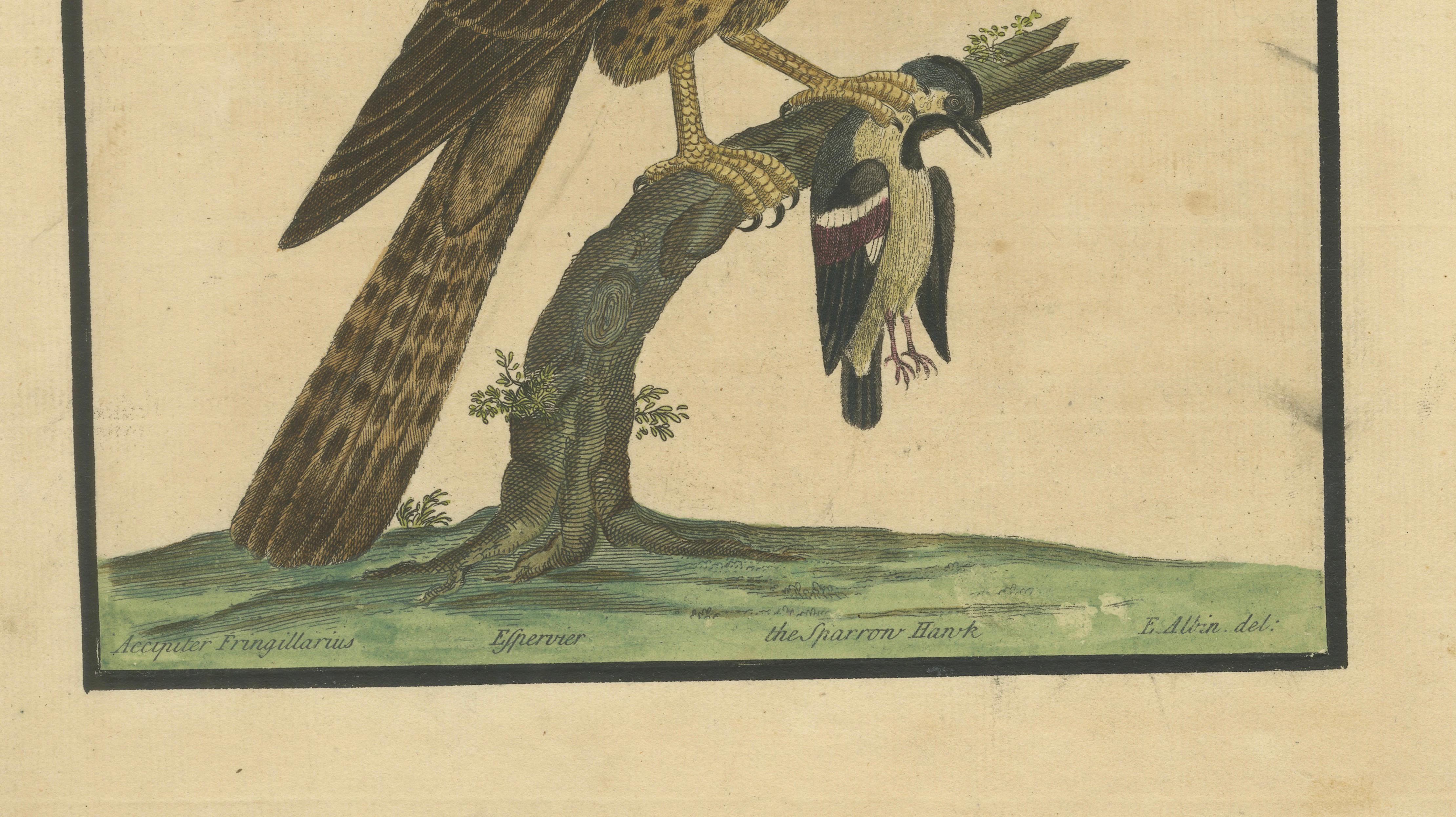 Antiker handkolorierter Kupferstich eines Sperbers von Eleazar Albin, um 1730 im Zustand „Gut“ im Angebot in Langweer, NL