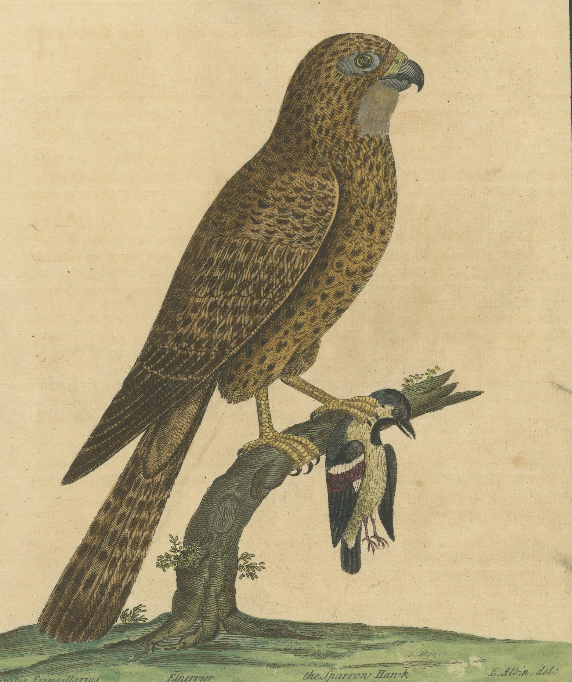 Antiker handkolorierter Kupferstich eines Sperbers von Eleazar Albin, um 1730 (18. Jahrhundert) im Angebot