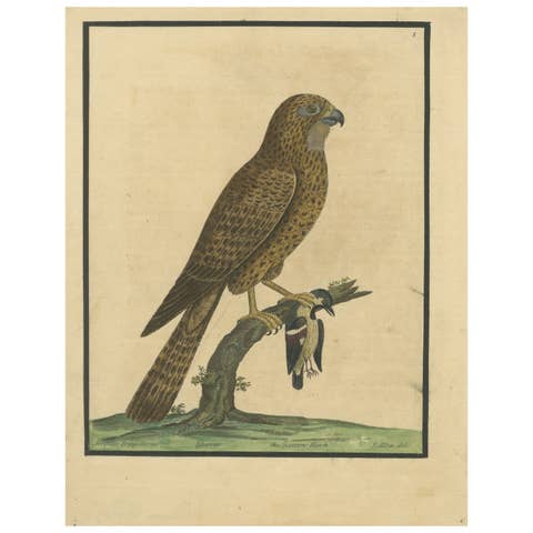 Antique Hand-Colored Engraving of Sparrow Hawk by Eleazar Albin, circa 1730