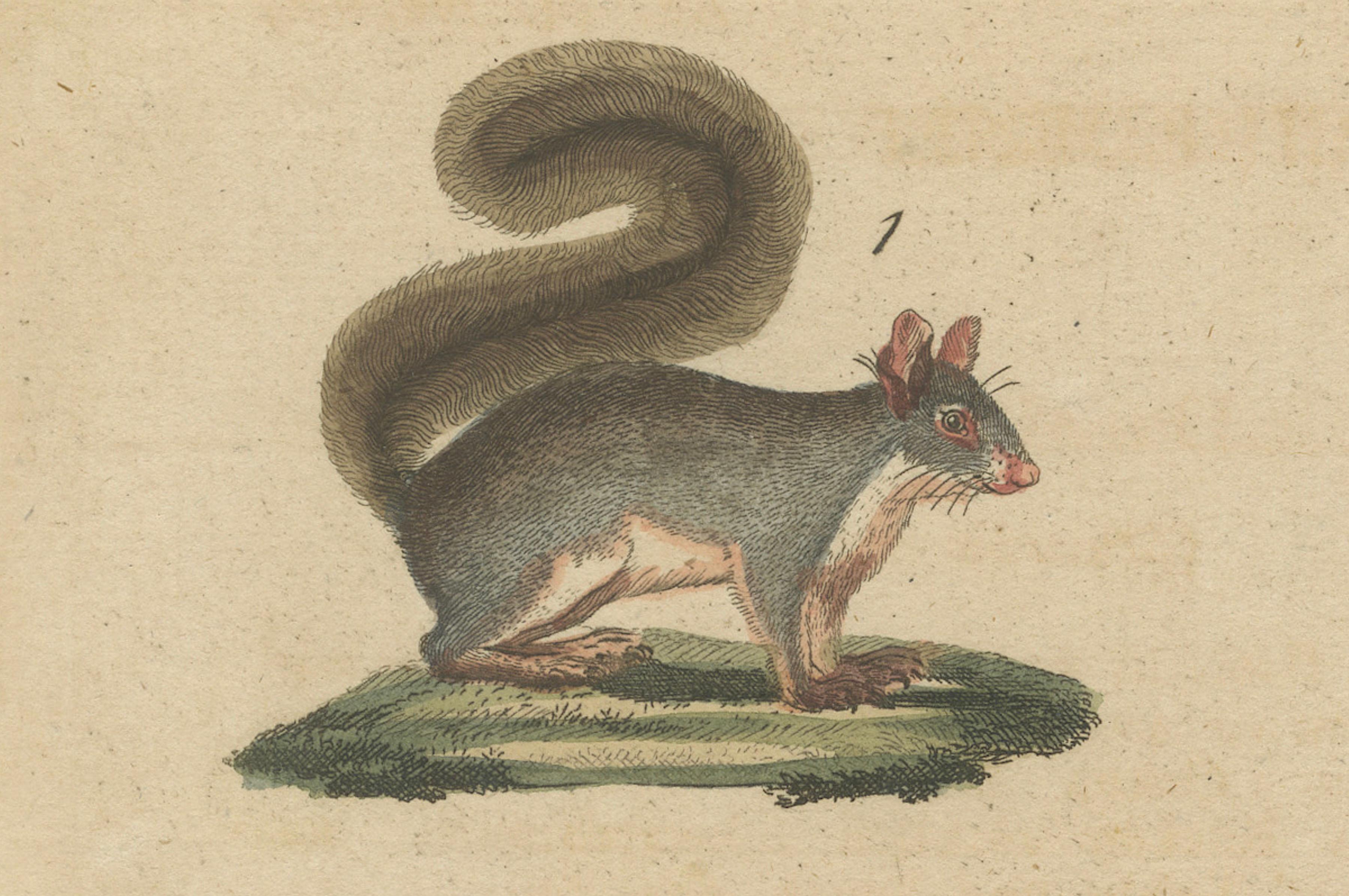 Antique Hand-Colored Engraving of Squirrels and Rodents, Quadrupeds Plate XXXXI

Description:
This fine antique hand-colored engraving, titled Vierf. Thiere XXXXI (Quadrupeds Plate 41), depicts a variety of squirrels and related rodents, and dates