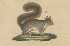 Antique Hand-Colored Engraving of Squirrels and Rodents, Quadrupeds - circa 1800