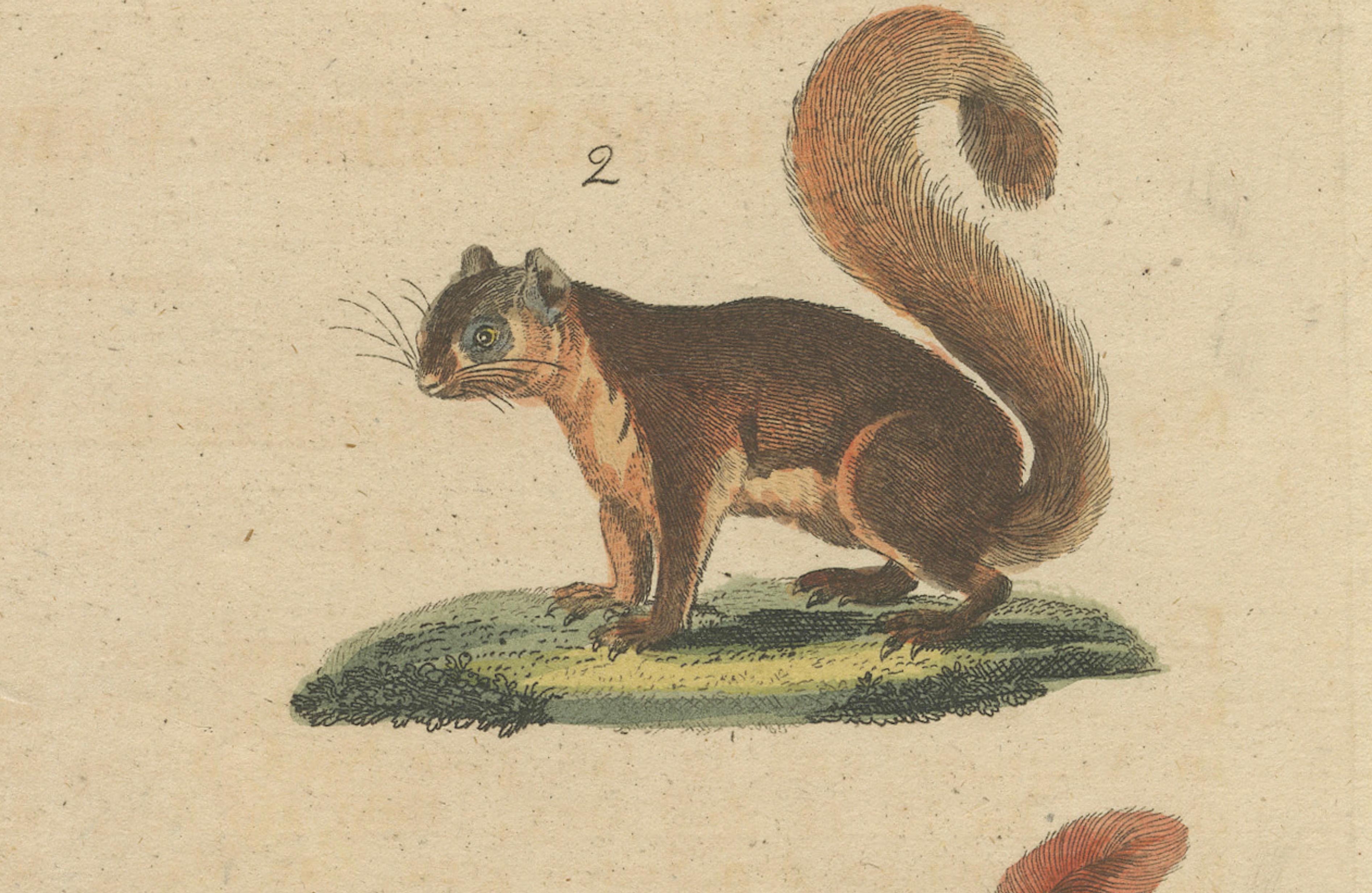 German Antique Hand-Colored Engraving of Squirrels and Rodents, Quadrupeds - circa 1800 For Sale