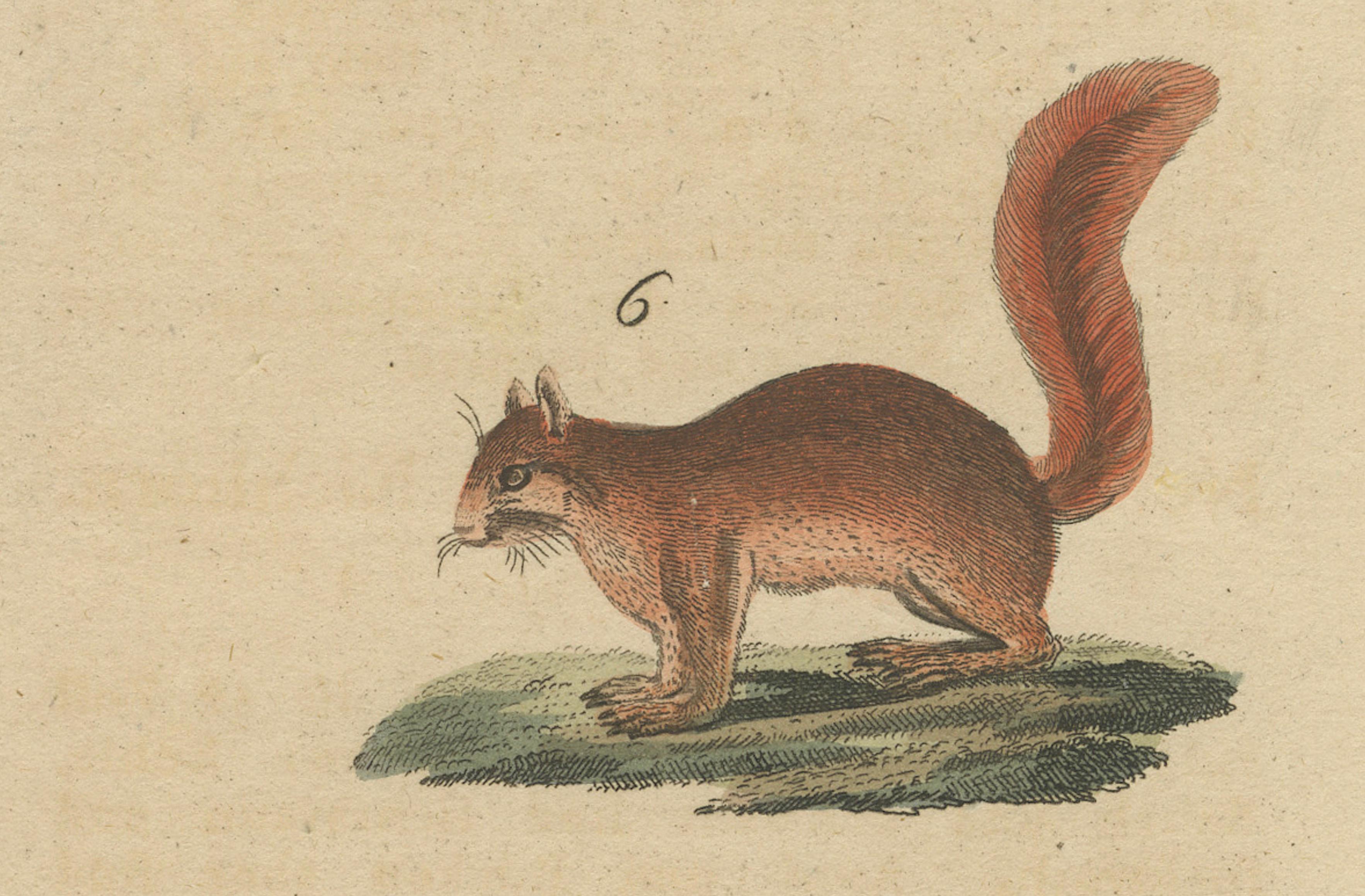 Engraved Antique Hand-Colored Engraving of Squirrels and Rodents, Quadrupeds - circa 1800 For Sale