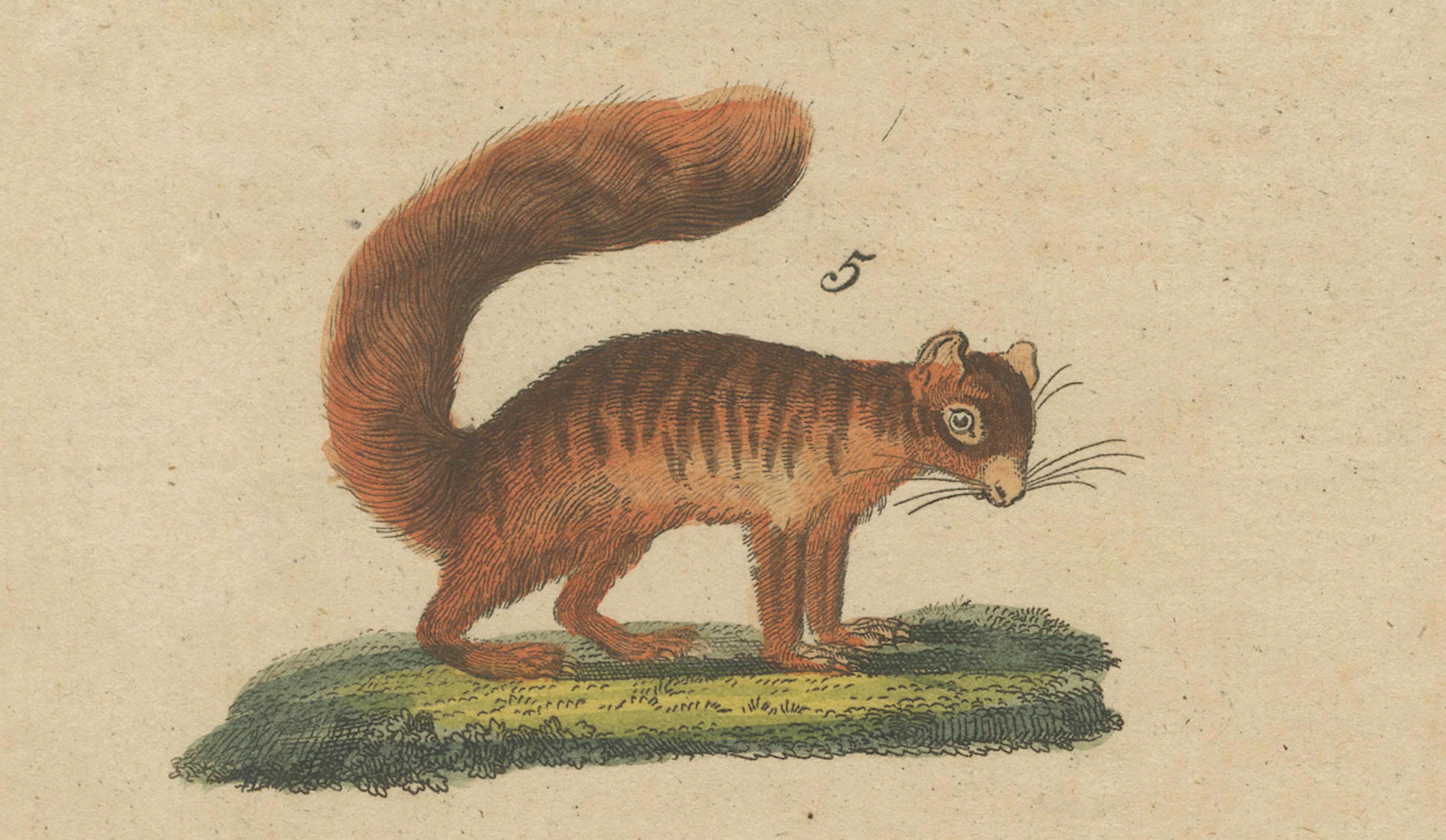 Antique Hand-Colored Engraving of Squirrels and Rodents, Quadrupeds - circa 1800 In Good Condition For Sale In Langweer, NL