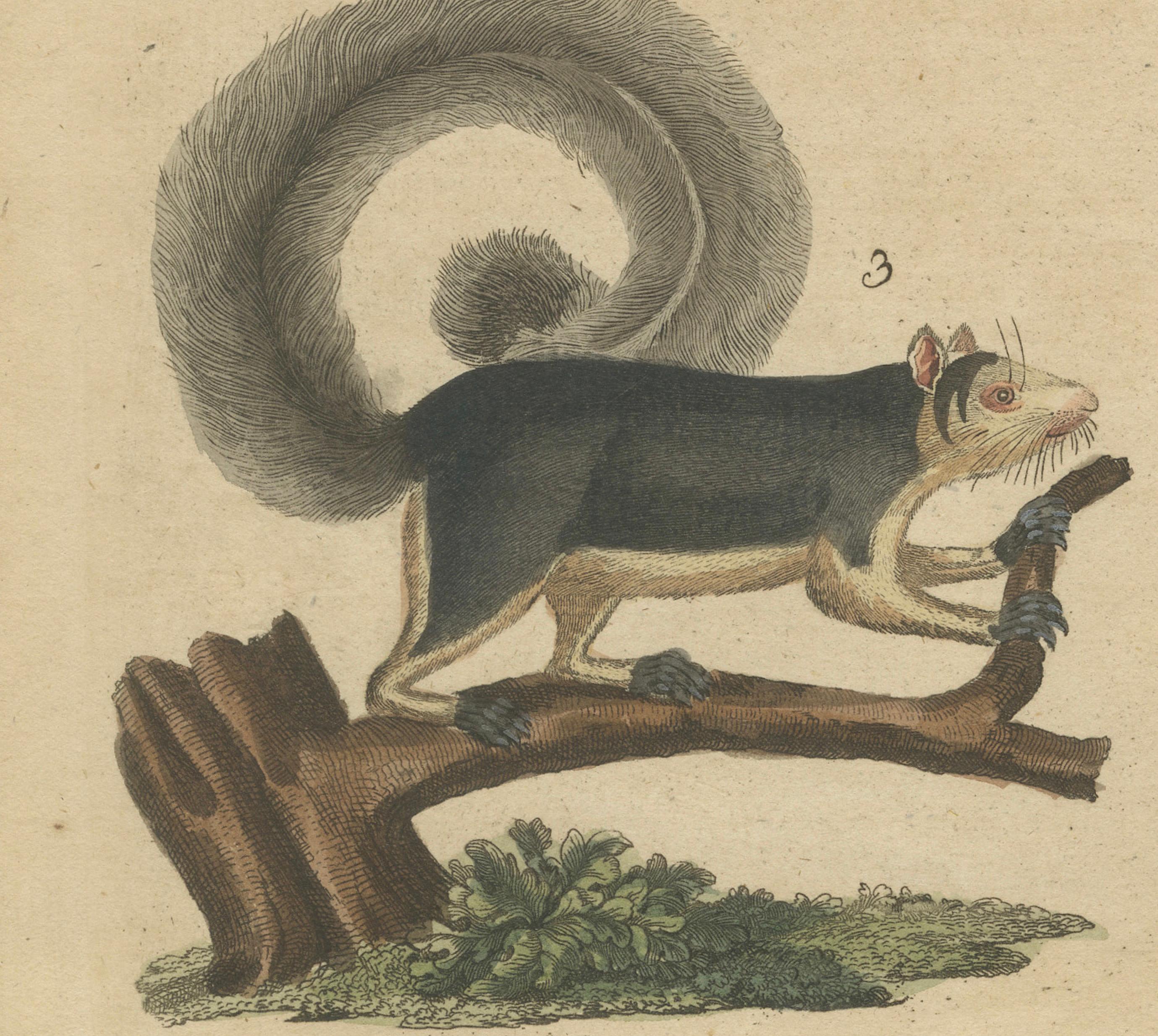 Early 19th Century Antique Hand-Colored Engraving of Squirrels and Rodents, Quadrupeds - circa 1800 For Sale