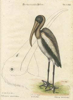 Antique Hand-Colored Engraving of the American Pelican, 19th Century