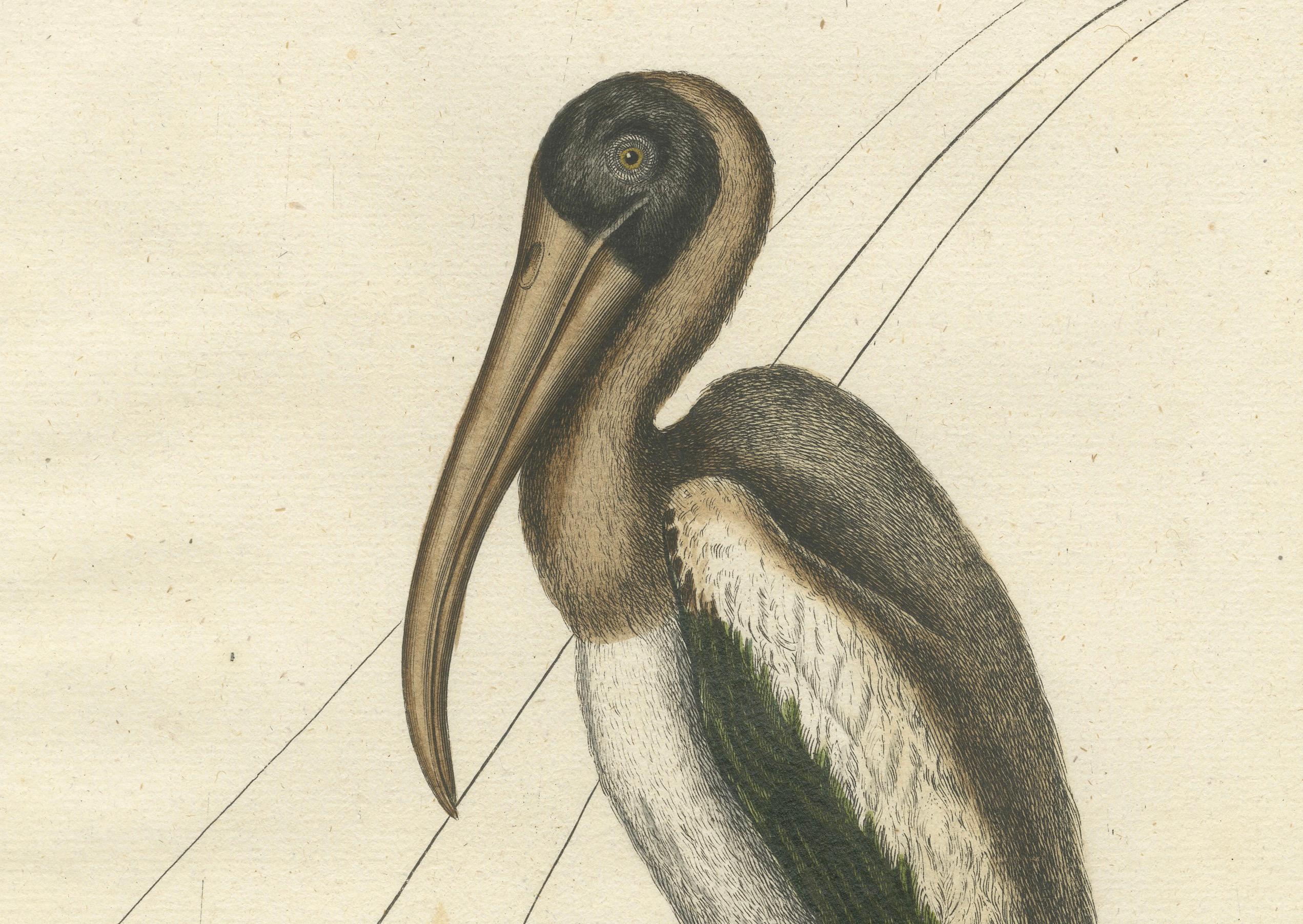 Engraved Antique Hand-Colored Engraving of the American Pelican, 19th Century For Sale