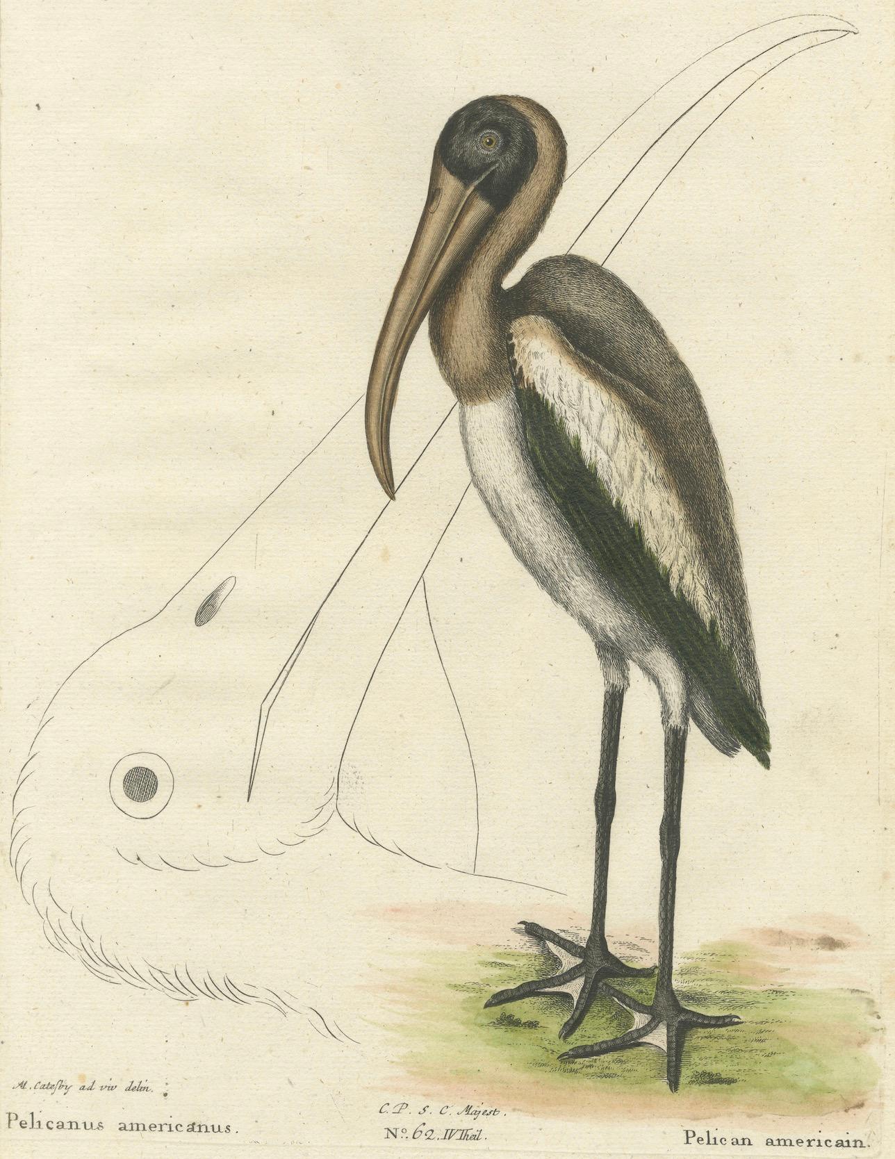 Late 18th Century Antique Hand-Colored Engraving of the American Pelican, 19th Century For Sale