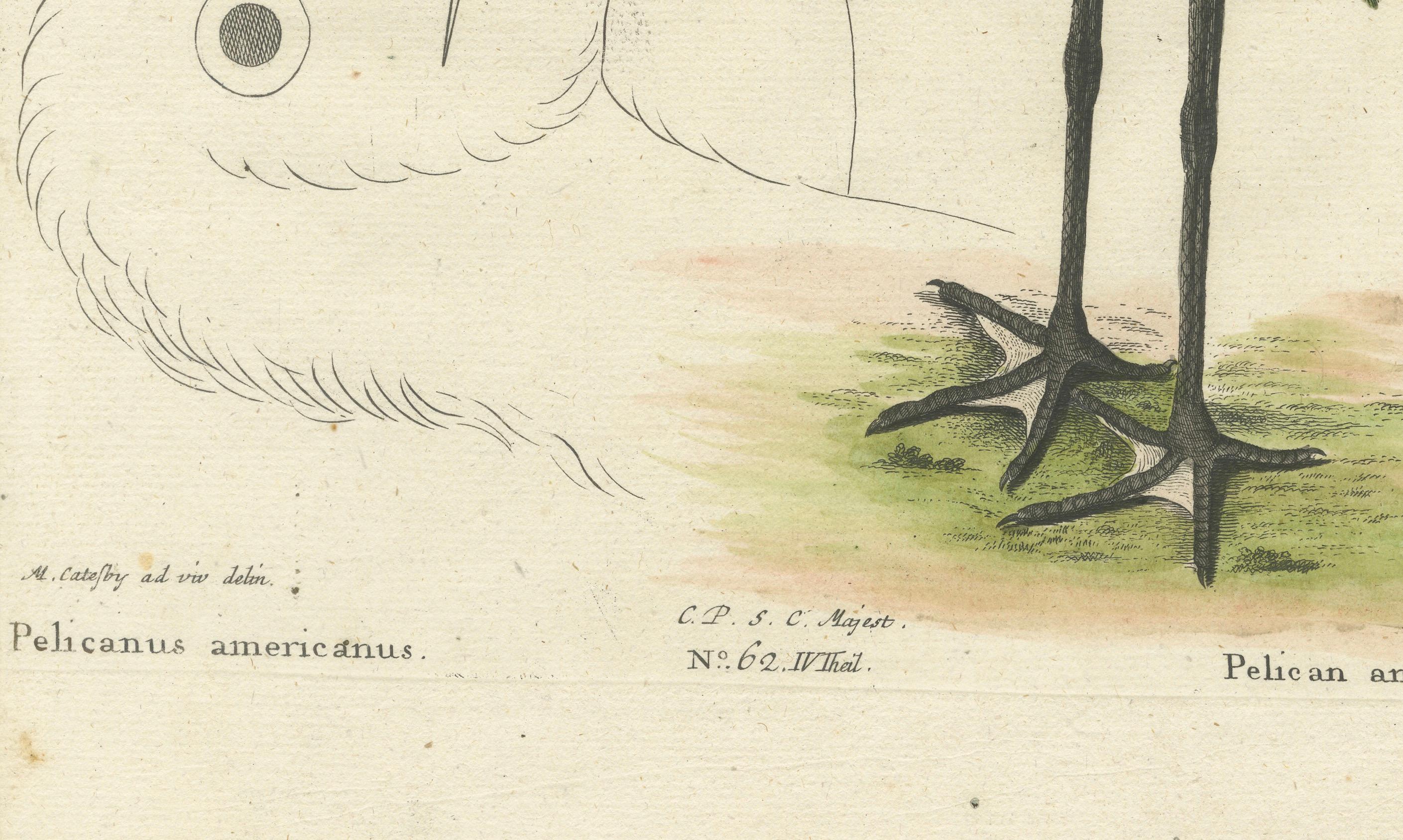 Paper Antique Hand-Colored Engraving of the American Pelican, 19th Century For Sale