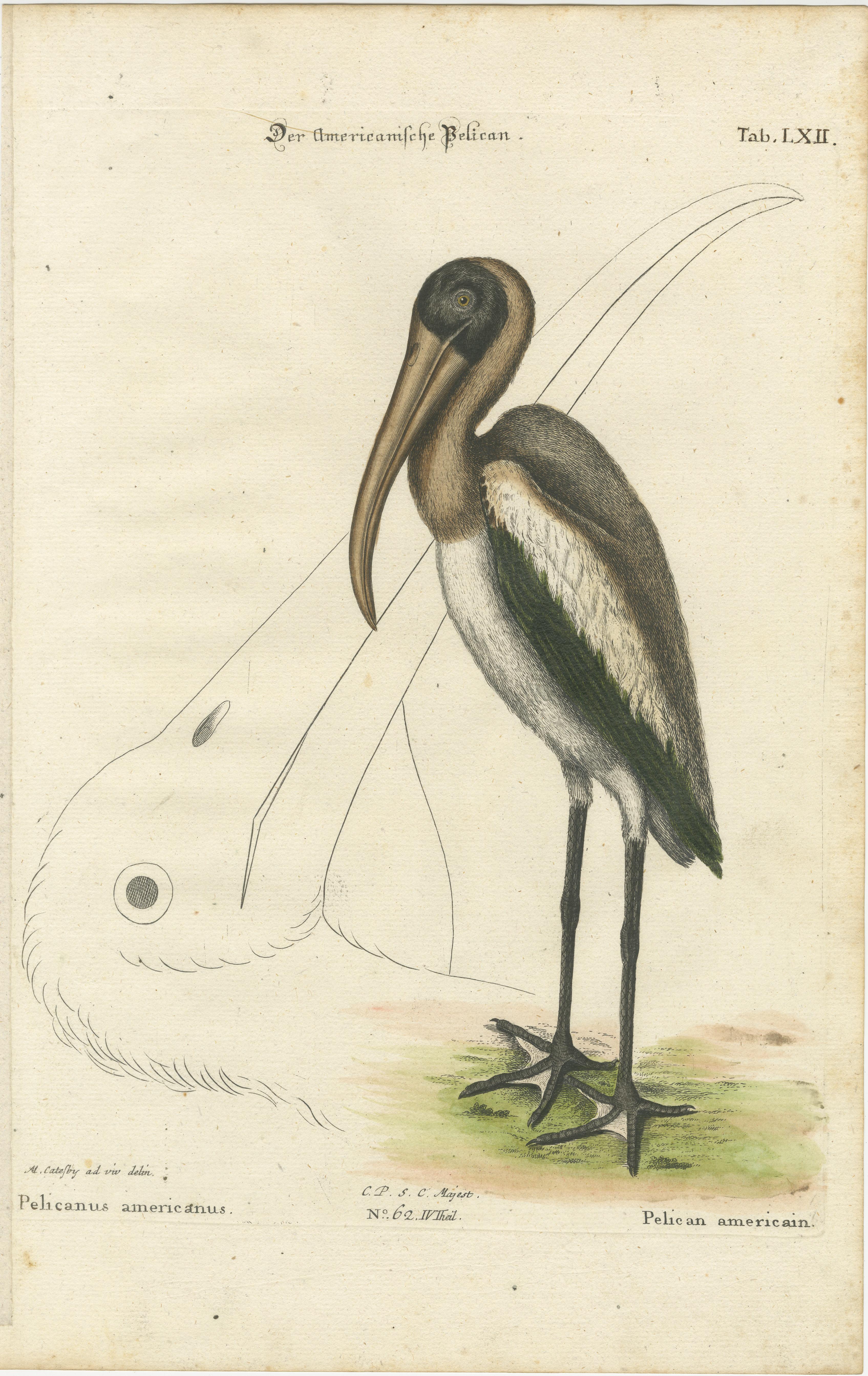 Antique Hand-Colored Engraving of the American Pelican, 19th Century For Sale 1