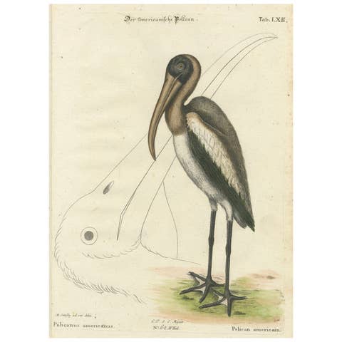 Antique Hand-Colored Engraving of the American Pelican, 19th Century