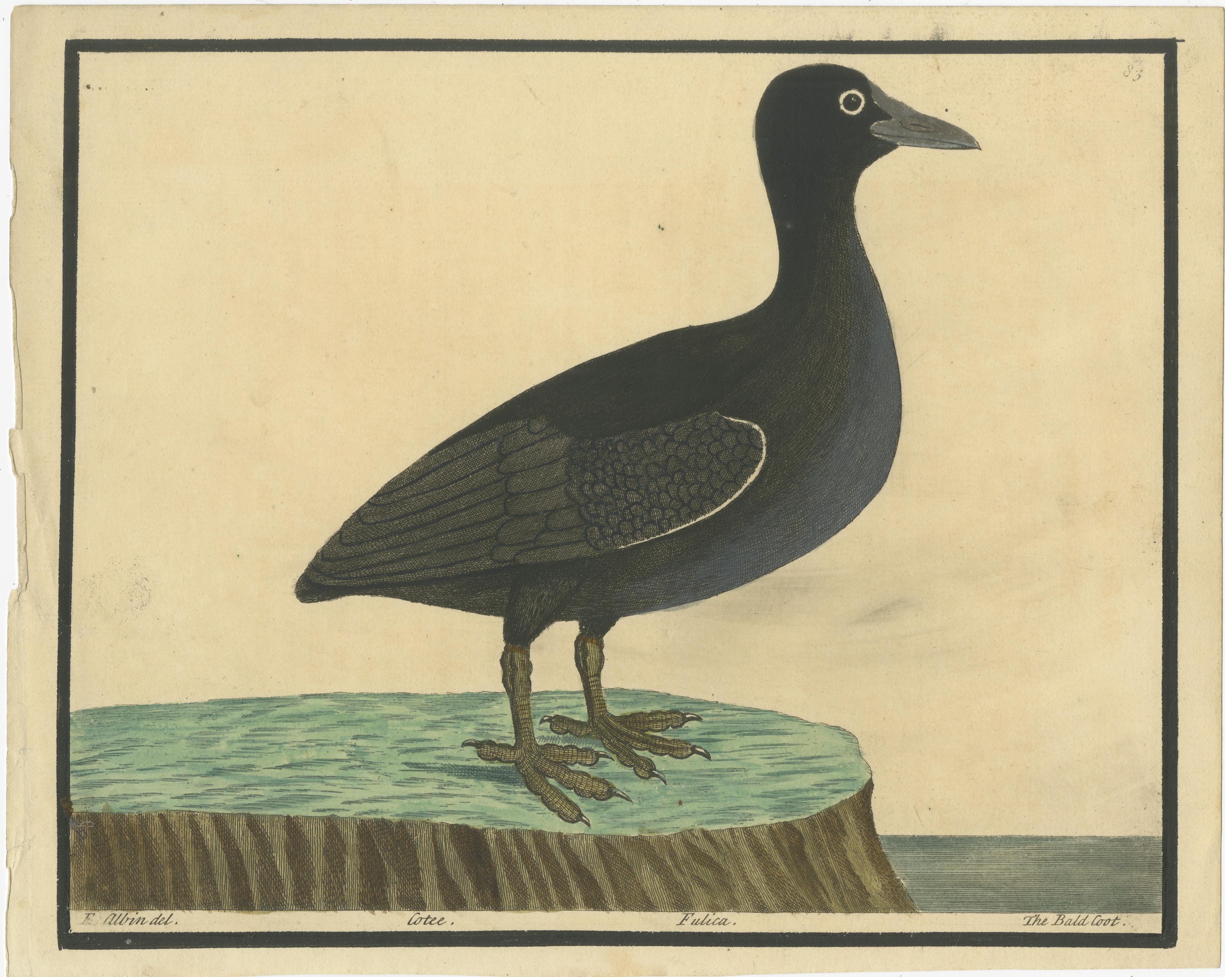 Title: Antique Hand-Colored Engraving of the Bald Coot by E. Albin, circa 1730

Description:
This striking antique hand-colored engraving depicts the Bald Coot, titled Fulica, from the early 18th-century ornithological work by Eleazar Albin. The