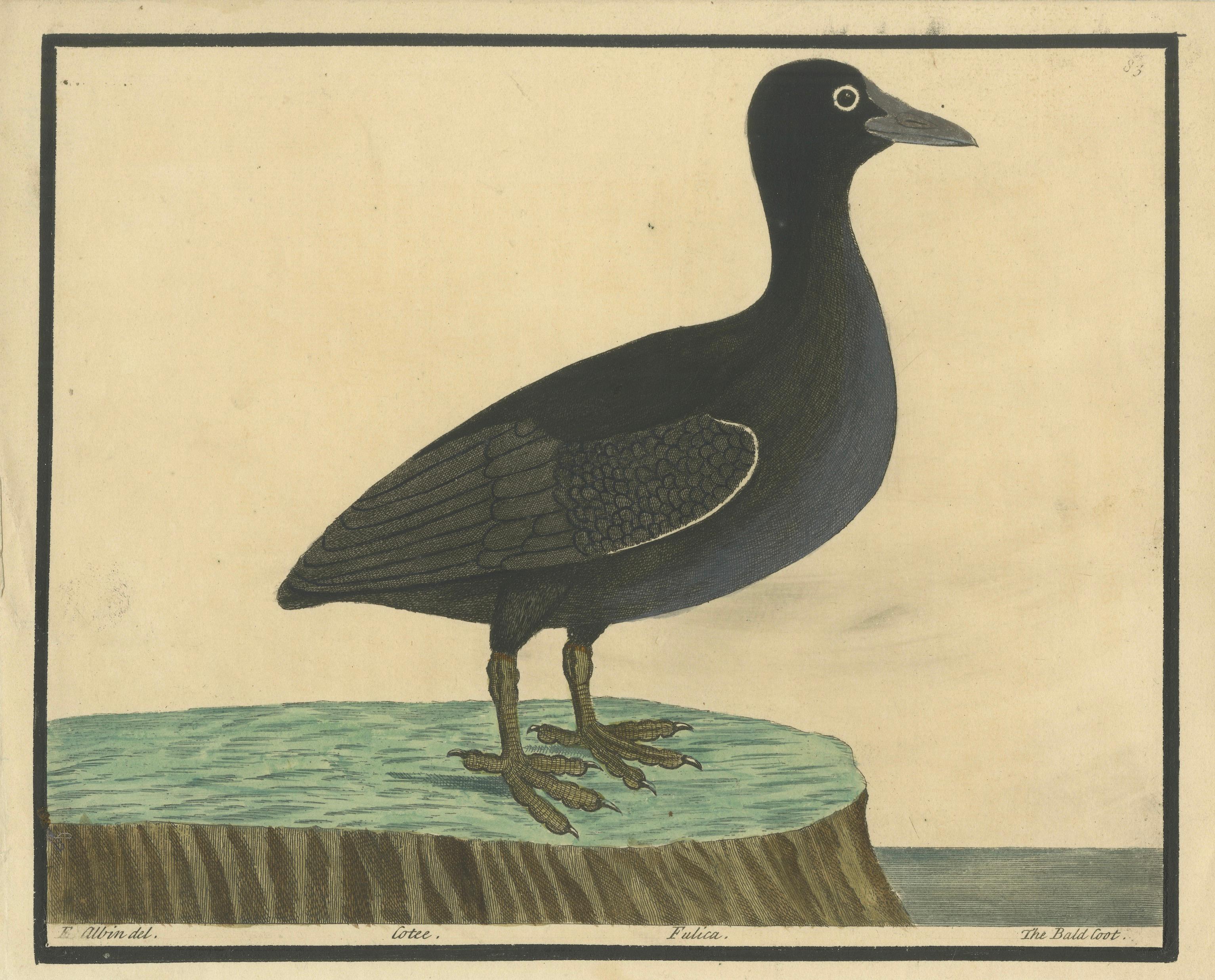 Engraved Antique Hand-Colored Engraving of the Bald Coot by E. Albin, circa 1730 For Sale