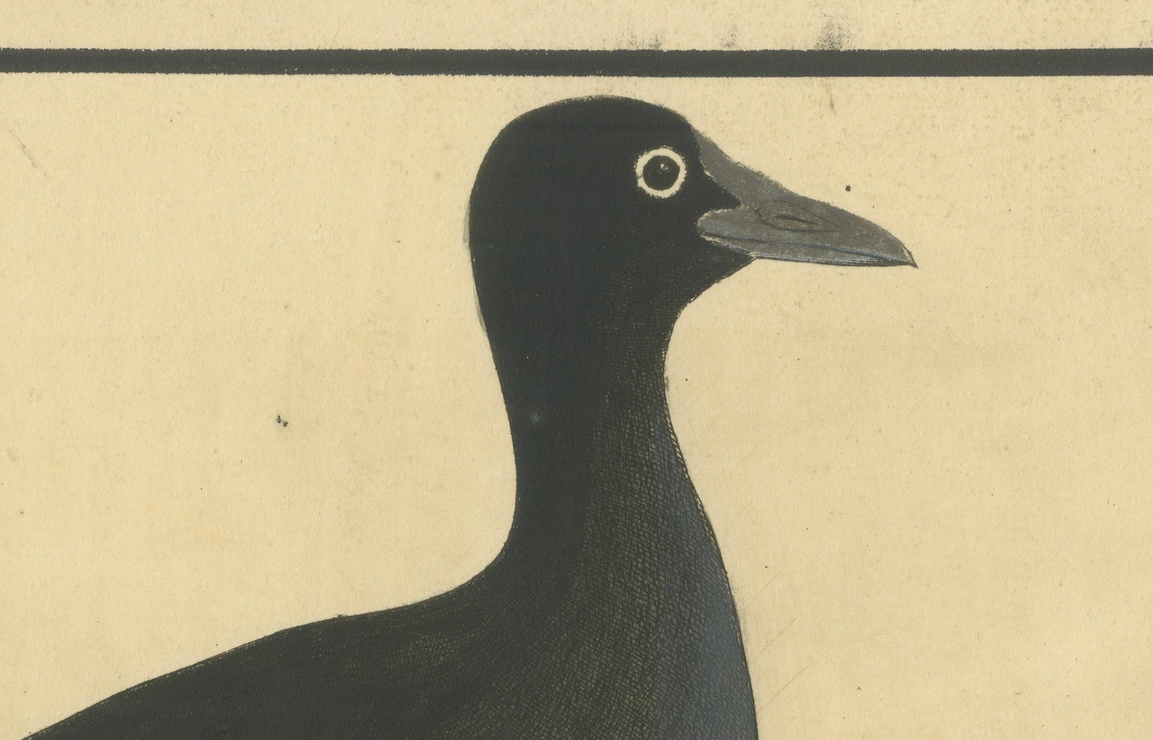 Antique Hand-Colored Engraving of the Bald Coot by E. Albin, circa 1730 In Good Condition For Sale In Langweer, NL